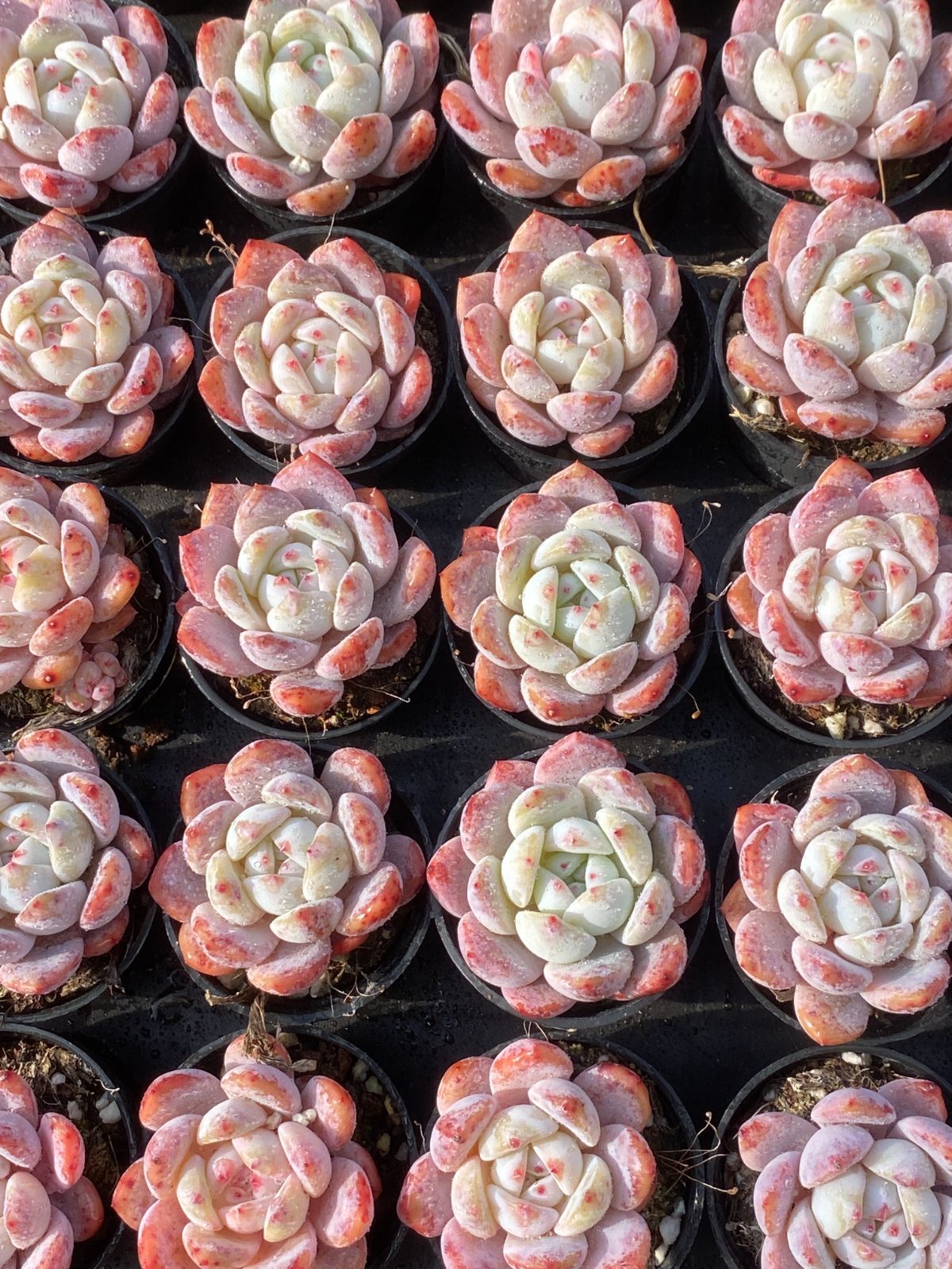 50鉢の土鉢付きセット】オレンジモンロー 多肉植物 佐川急便発送