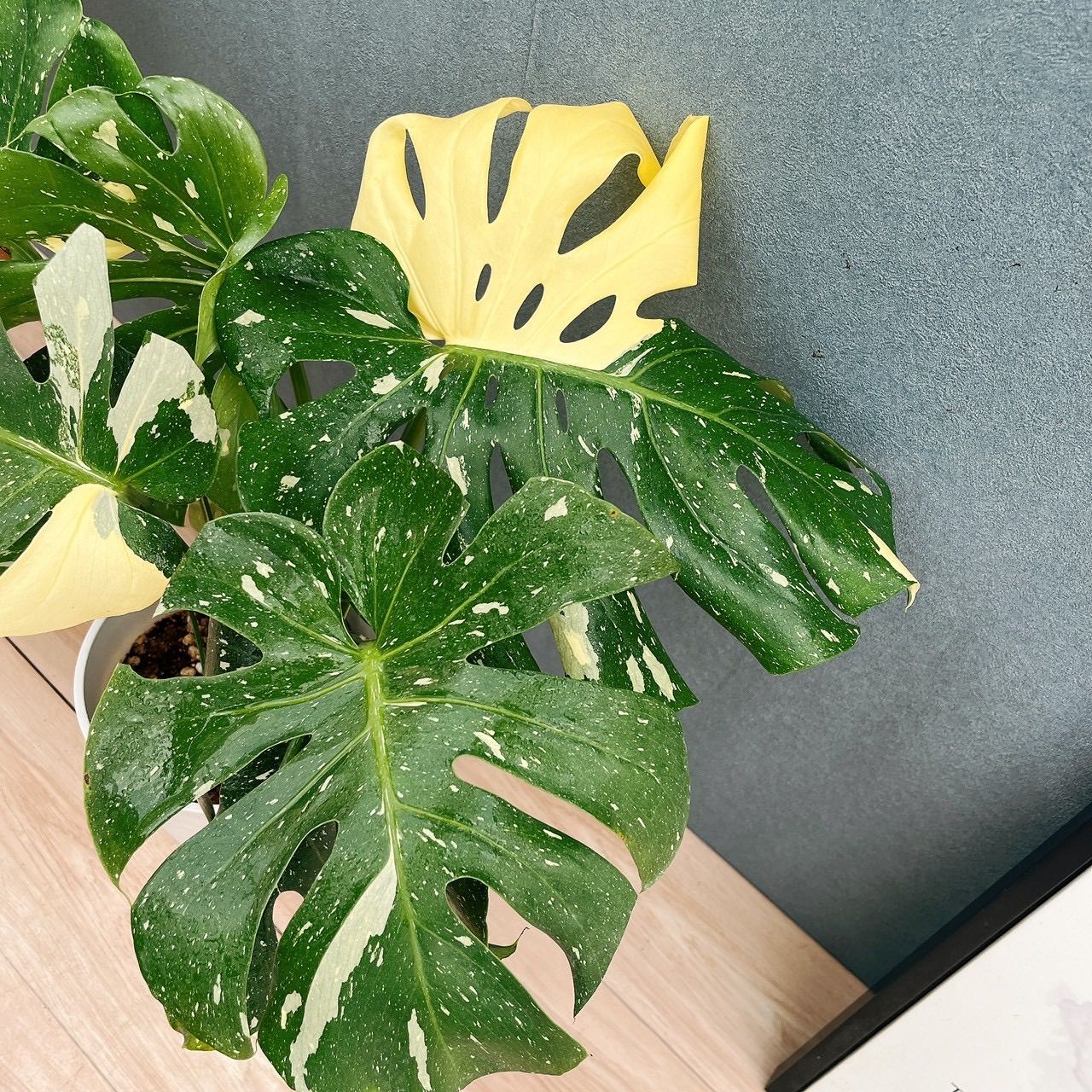 現品］【希少】N4 モンステラ 斑入り 7号 観葉植物 室内 レア 鉢受け皿