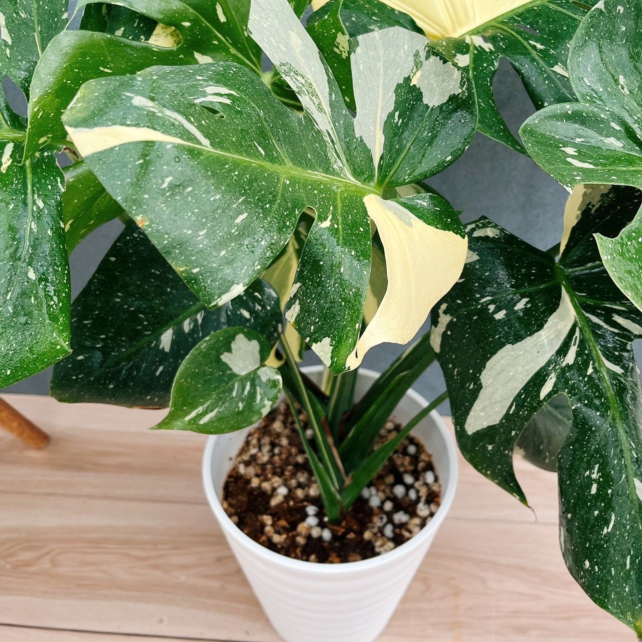 現品 モンステラ オーレア マルマラータ 89番 斑入り 希少 レア 観葉