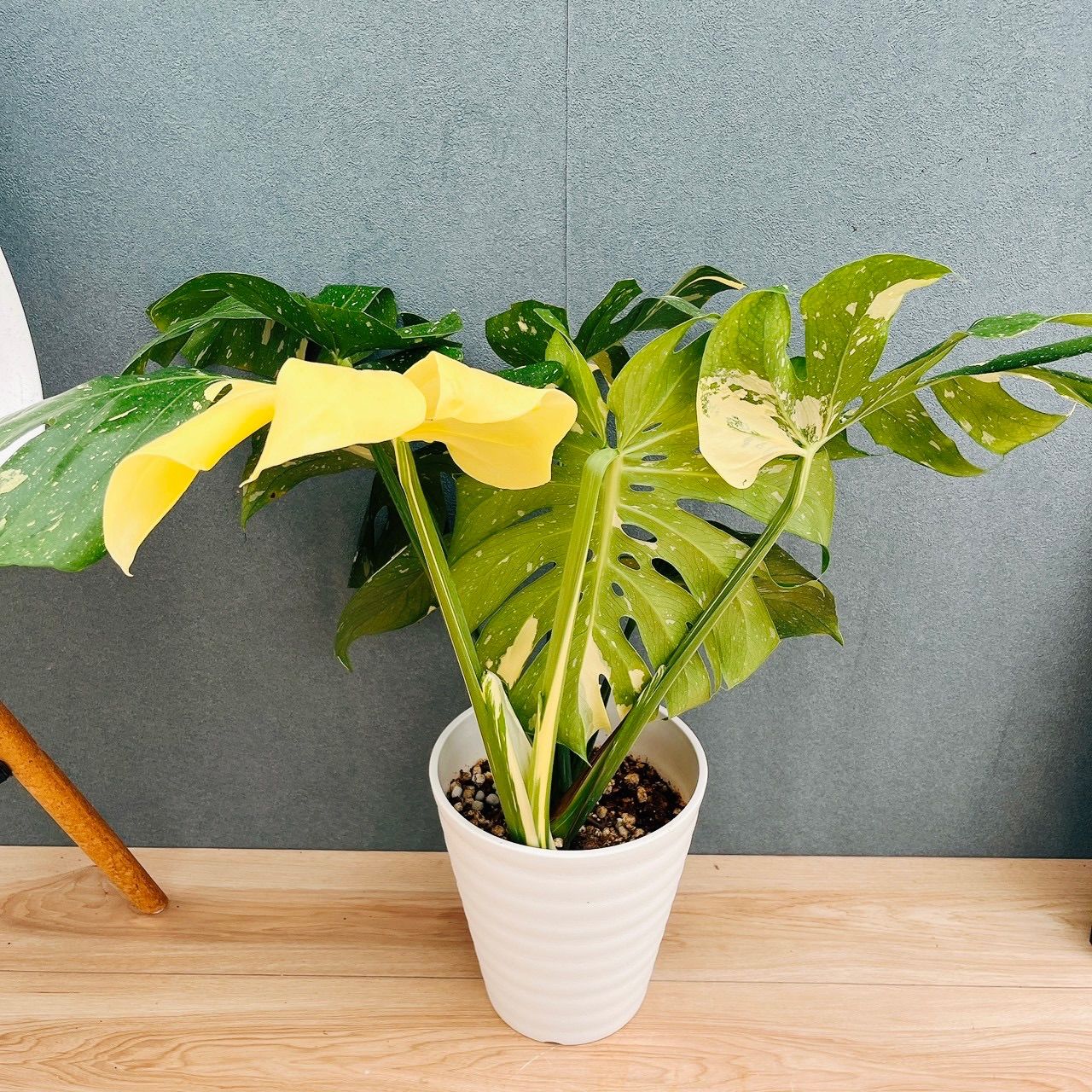 現品］【希少】N4 モンステラ 斑入り 7号 観葉植物 室内 レア 鉢受け皿