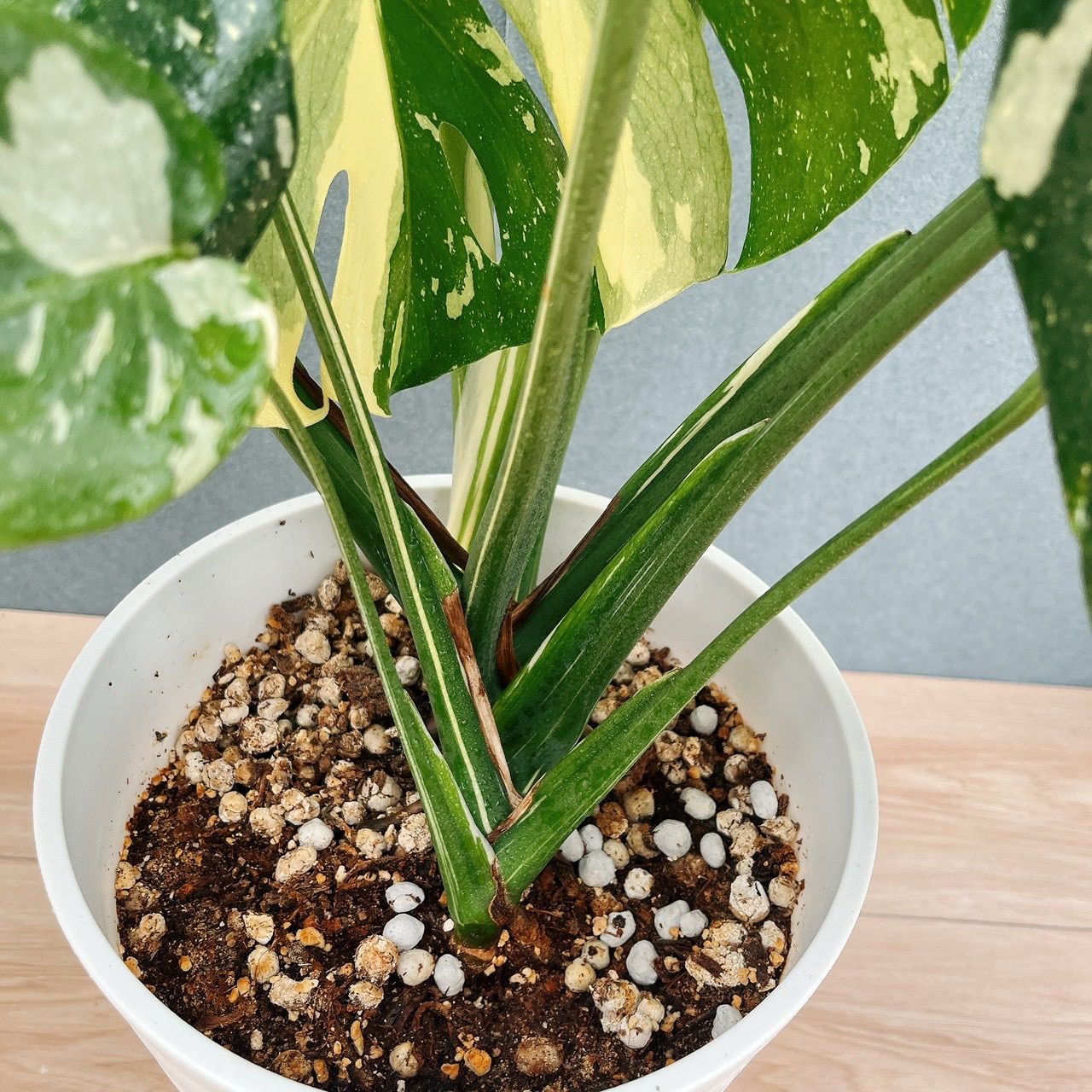 現品］【希少】N4 モンステラ 斑入り 7号 観葉植物 室内 レア 鉢受け皿