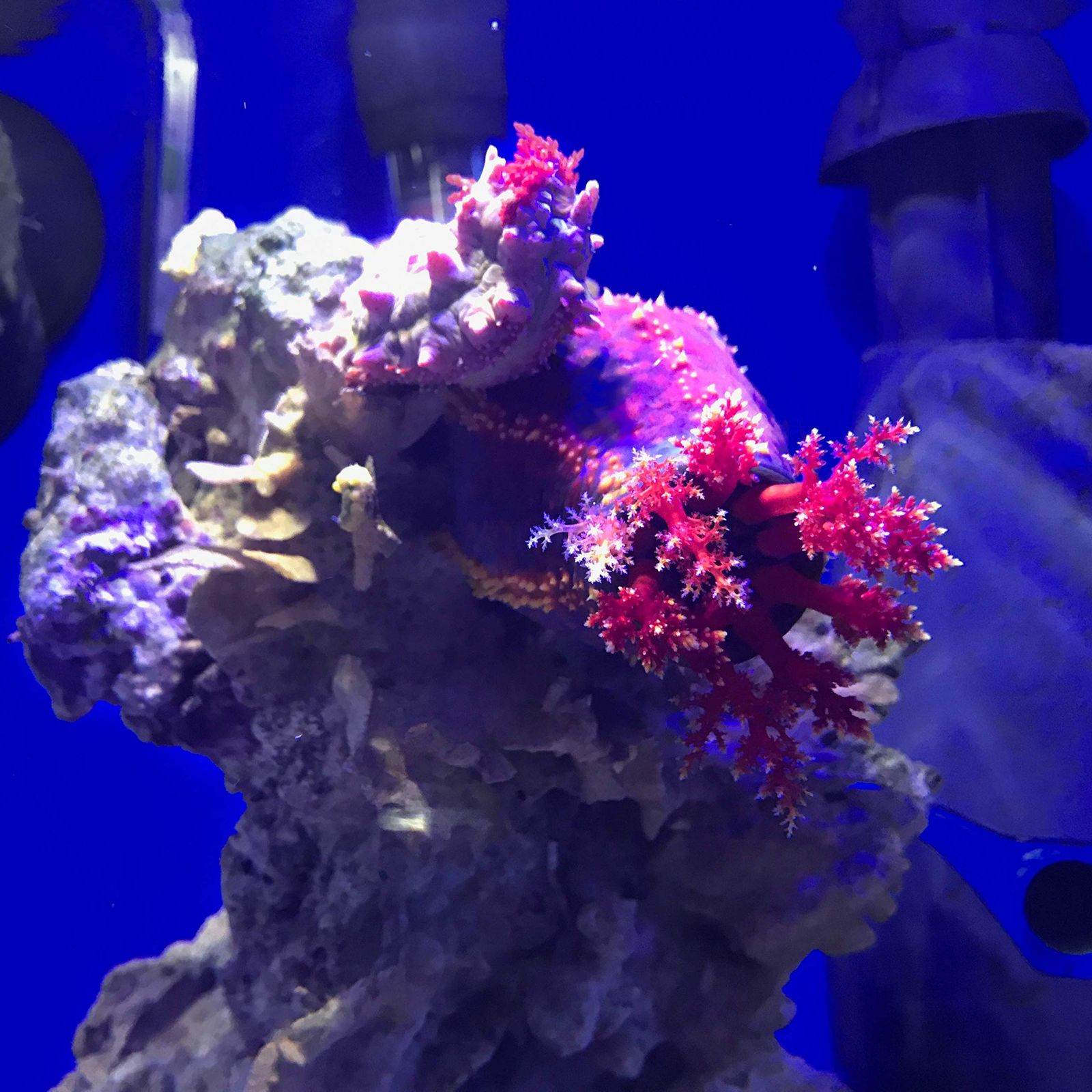 seachem デ・ナイトレイト 1L(400g) 