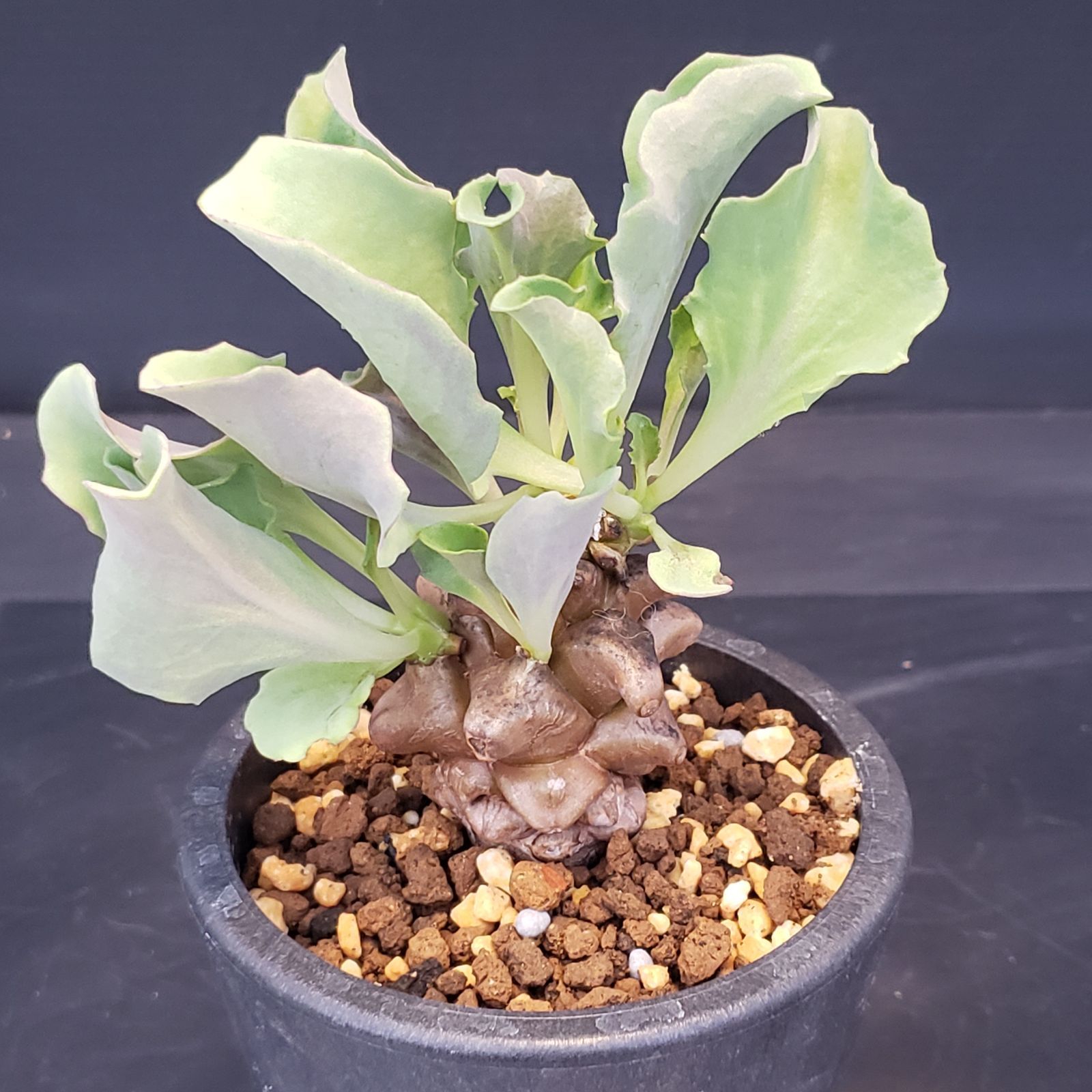 K324【自社養生株】オトンナ ヘレー（発根株・鉢植え）【塊根植物