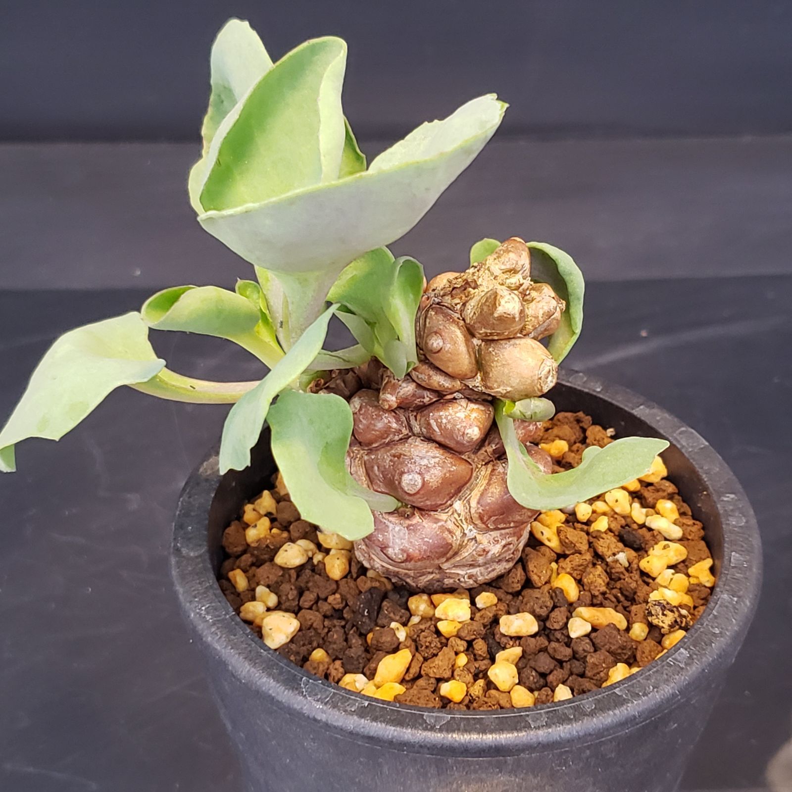 K325【自社養生株】オトンナ ヘレー（発根株・鉢植え）【塊根植物