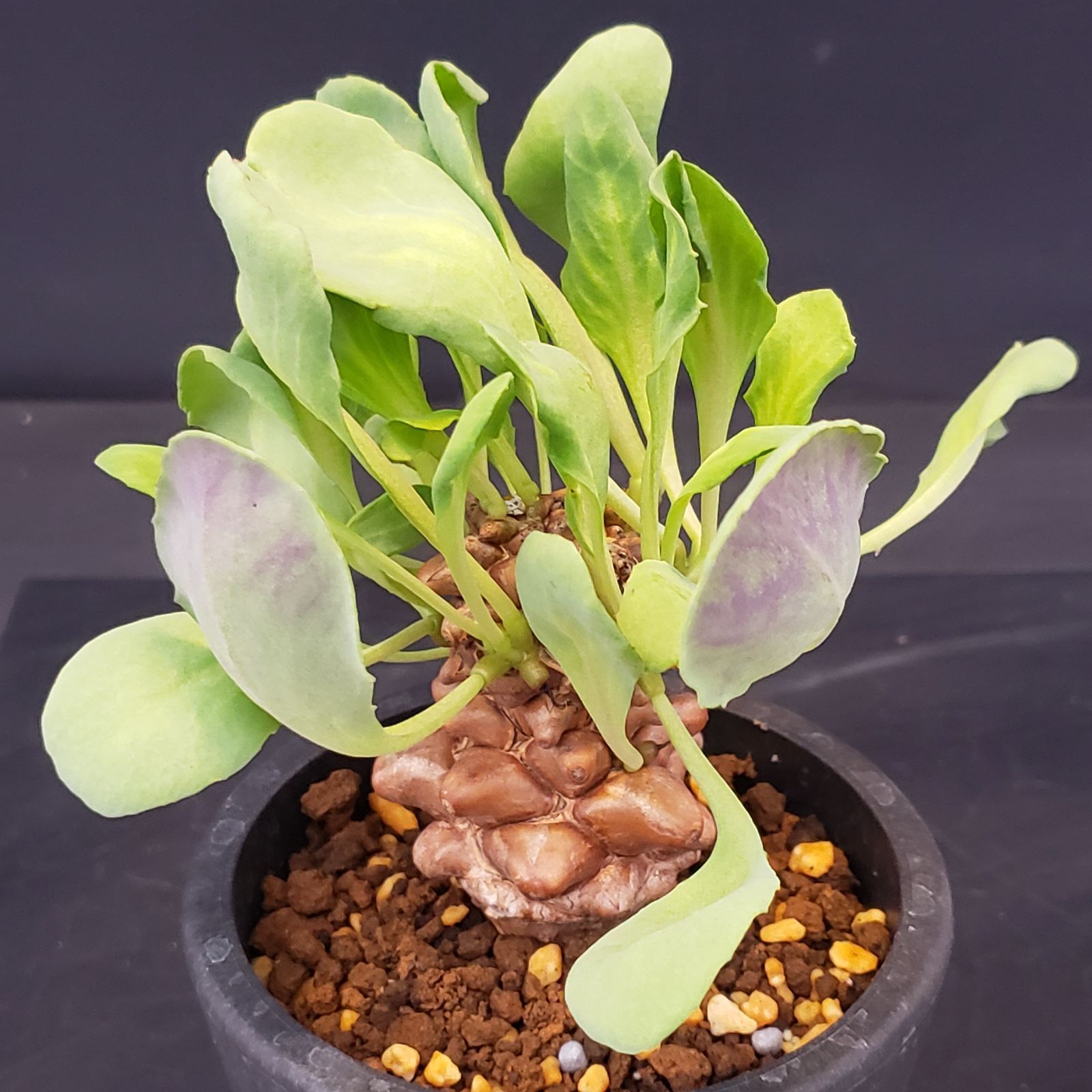 K327【自社養生株】オトンナ ヘレー（発根株・鉢植え）【塊根植物