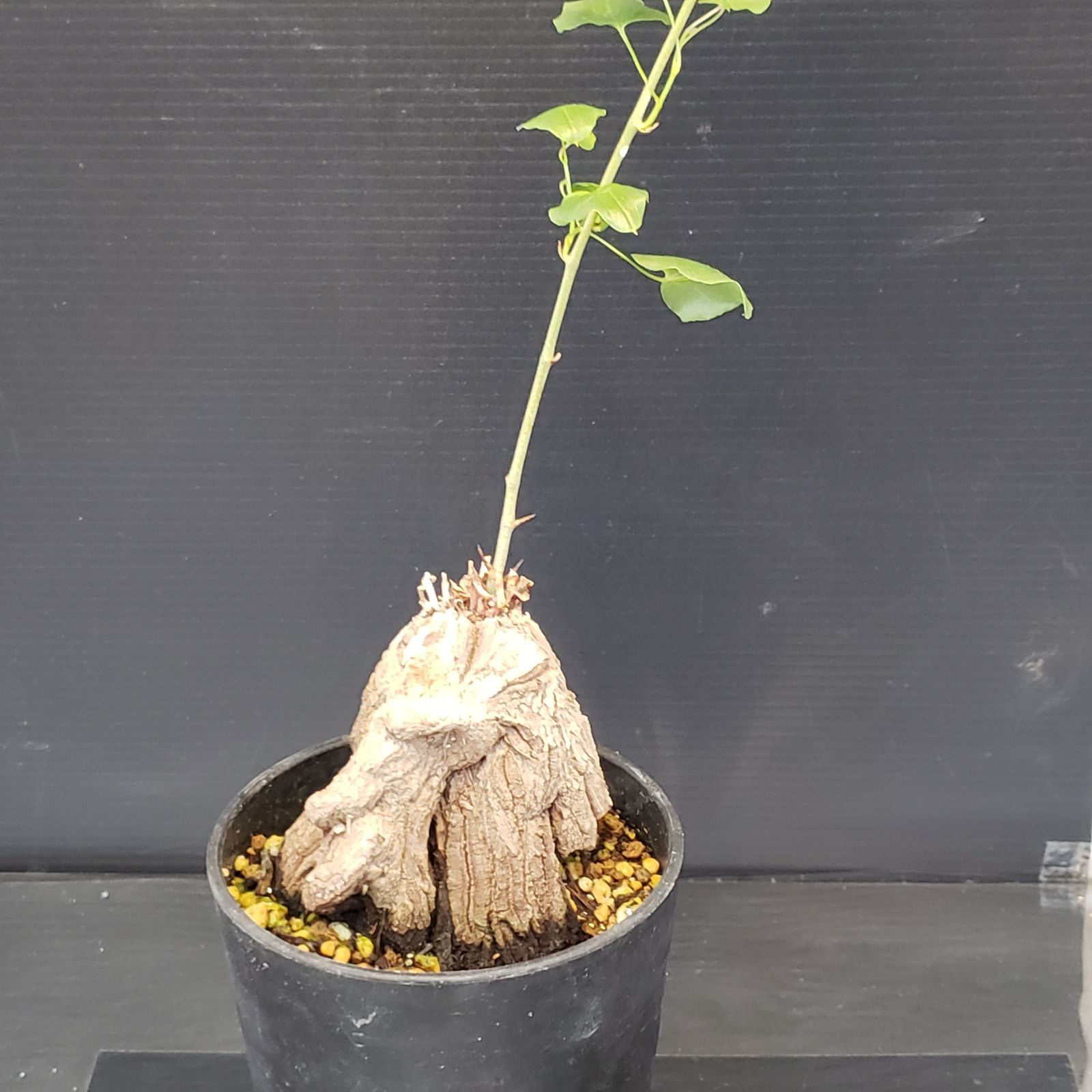 K331【自社養生株】ディオスコレア アフリカ亀甲竜（発根株・鉢植え