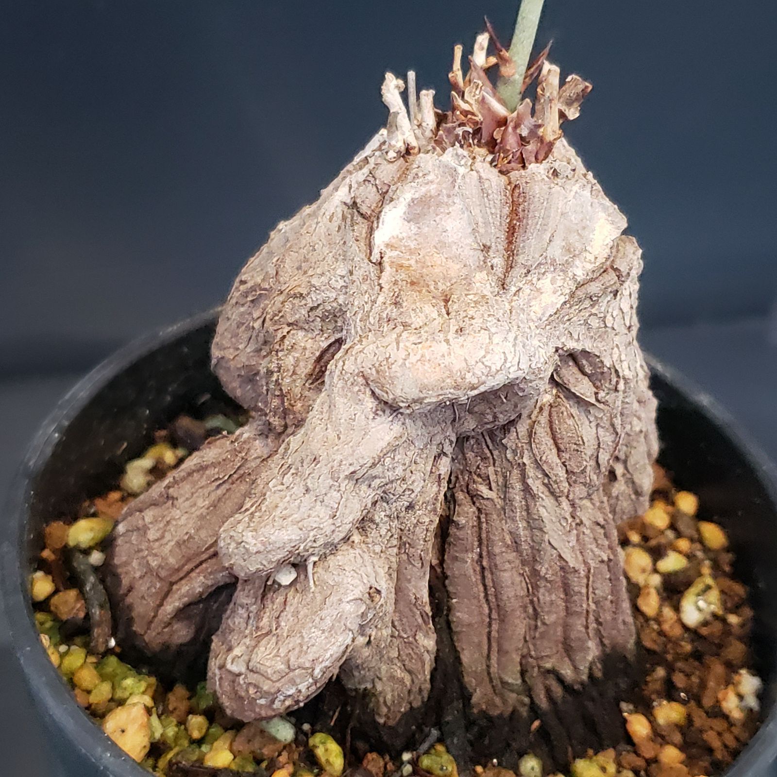 K331【自社養生株】ディオスコレア アフリカ亀甲竜（発根株・鉢植え