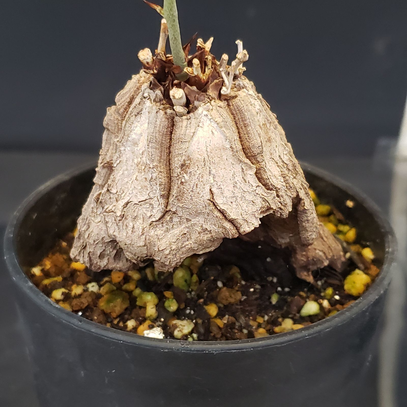 K331【自社養生株】ディオスコレア アフリカ亀甲竜（発根株・鉢植え