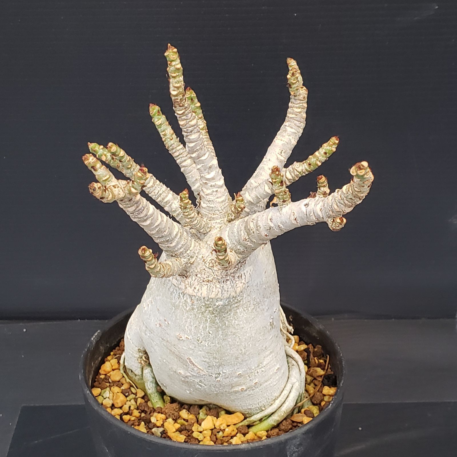 K334【自社養生株】アデニウム アラビカム ドワーフ（発根株・鉢植え