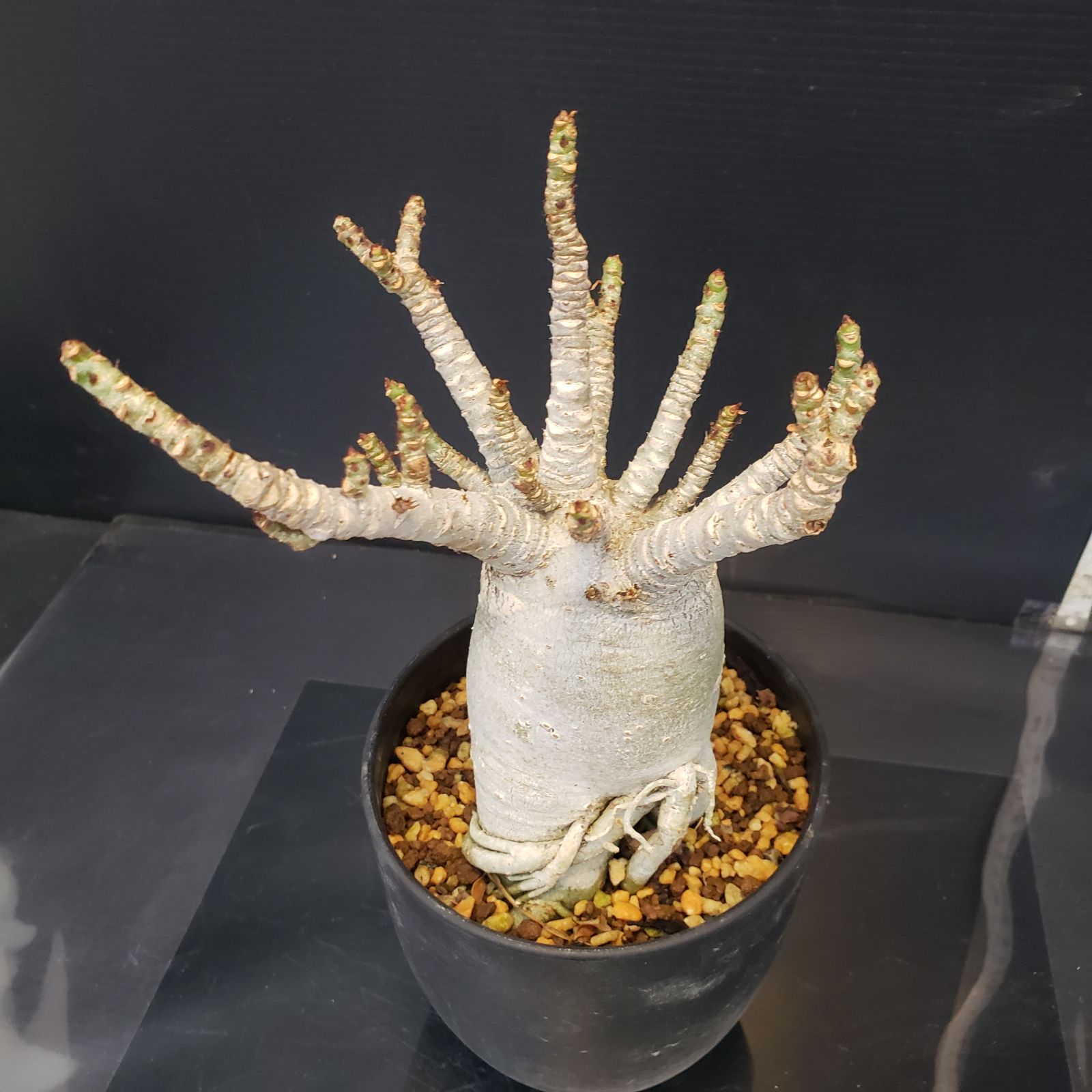 K334【自社養生株】アデニウム アラビカム ドワーフ（発根株・鉢植え