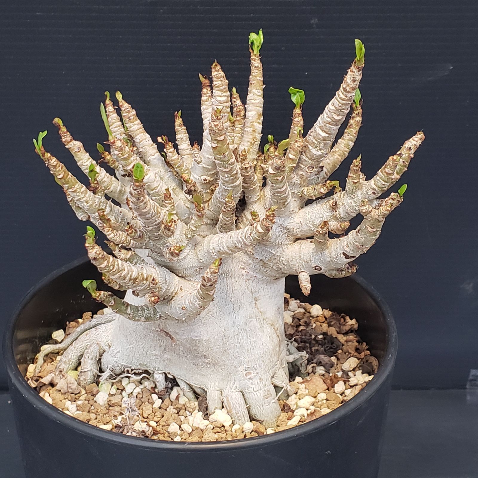 K336【自社養生株】アデニウム アラビカム ドワーフ（発根株・鉢植え