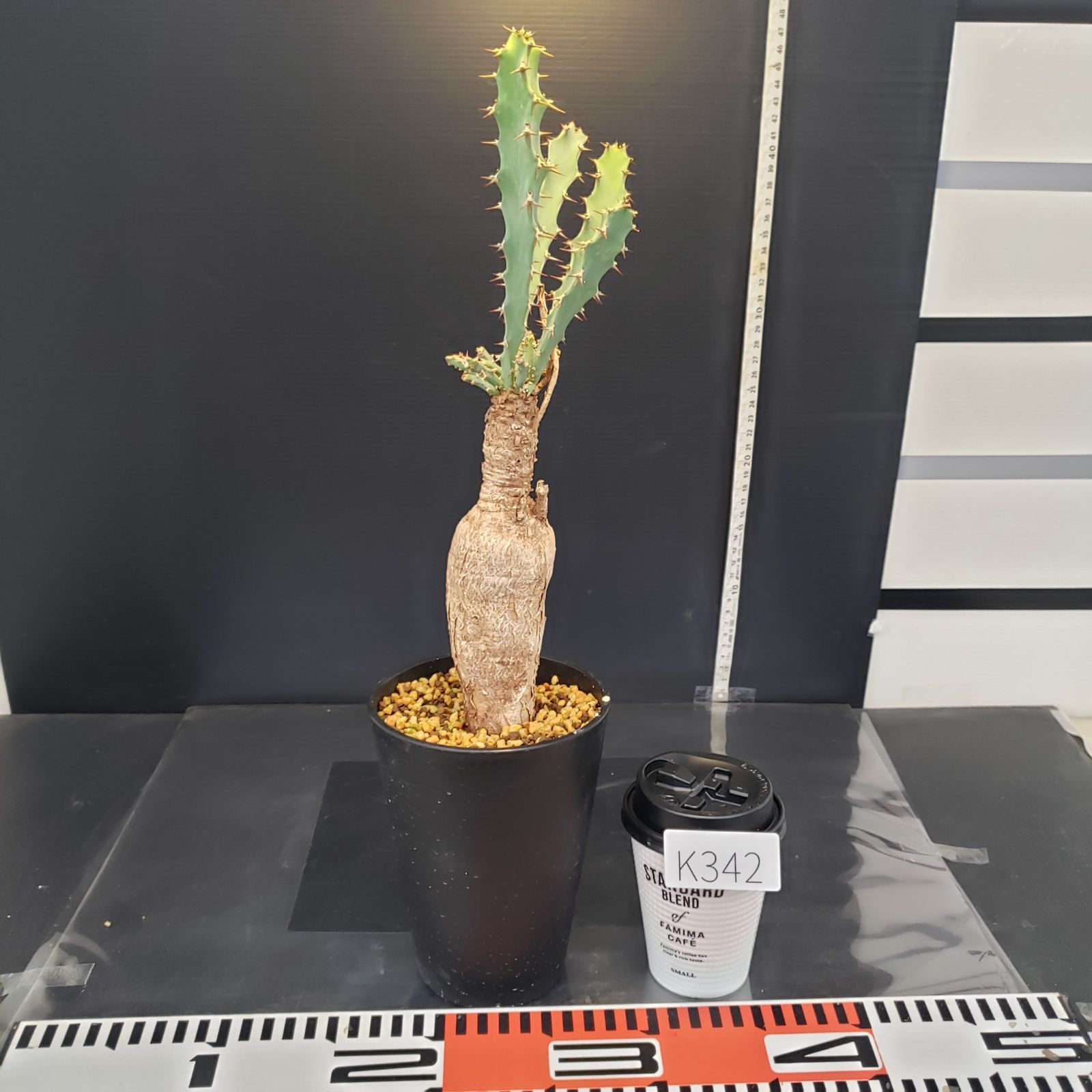 K342【自社養生株】ユーフォルビア ブルアナ（現地球・発根株・鉢植え