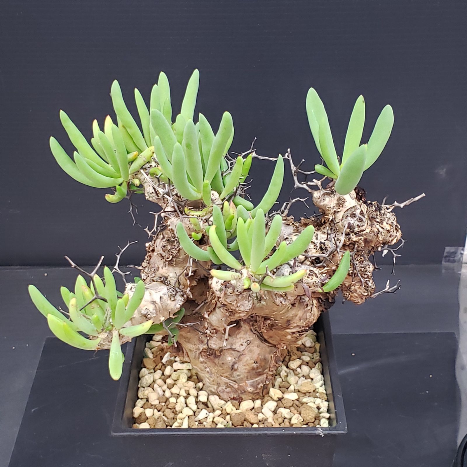 K344【自社養生株】チレコドン レティキュラータス 万物想（MS）（現地