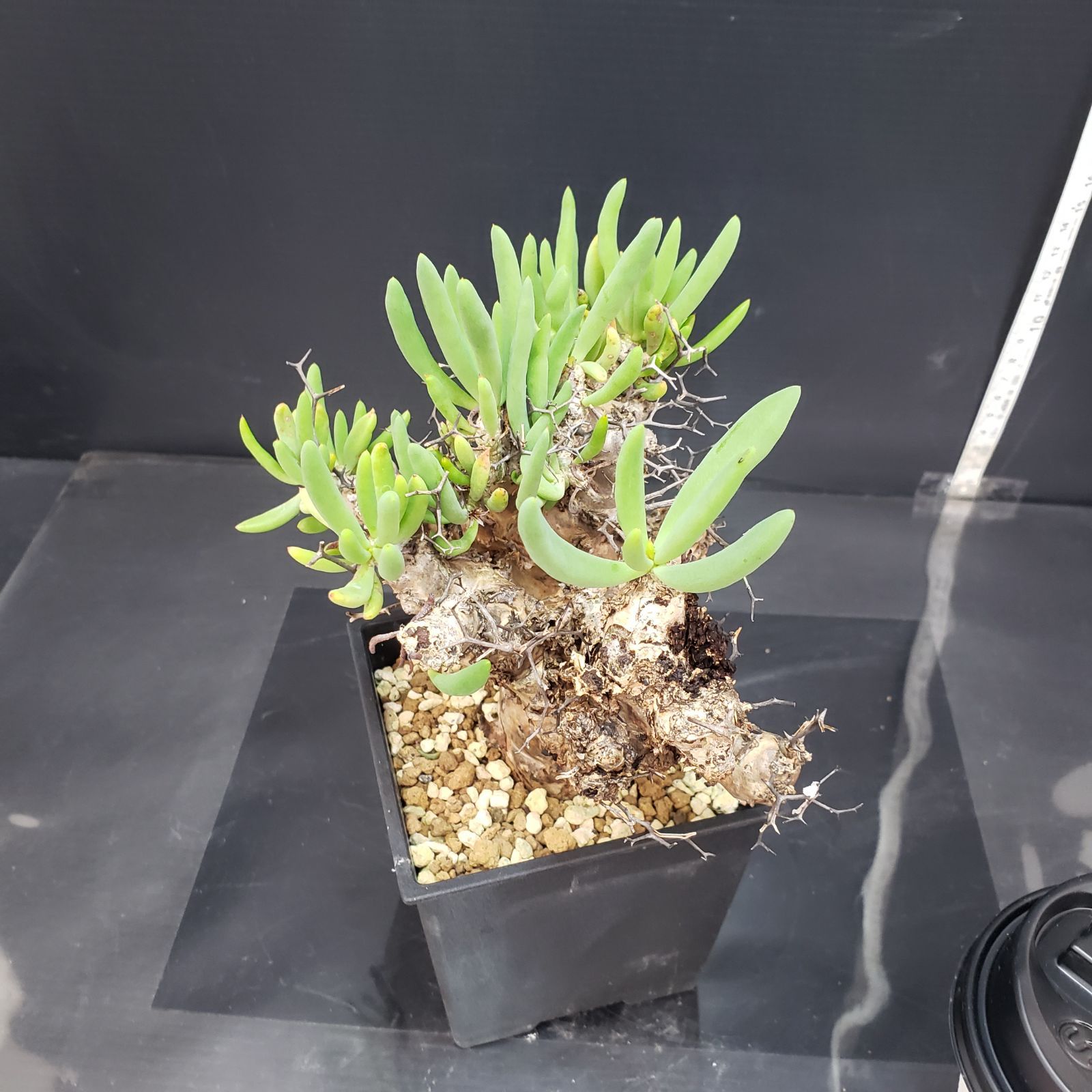 K344【自社養生株】チレコドン レティキュラータス 万物想（MS）（現地