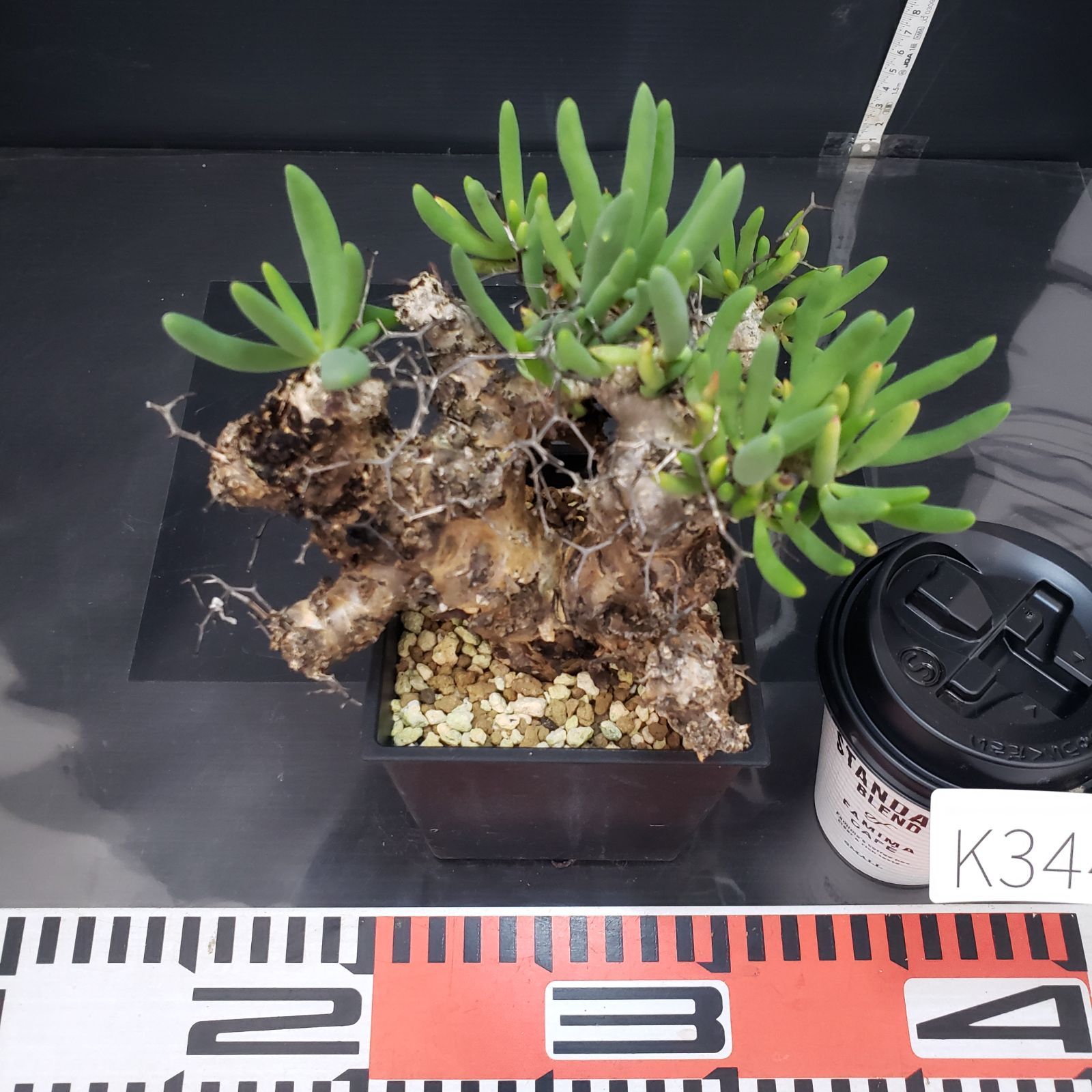 確認用【塊根植物】 万物想 チレコドン レティキュラータス 国内実生⑩ K344【自社養生株】チレコドン レティキュラータス 万物想（MS）（現地