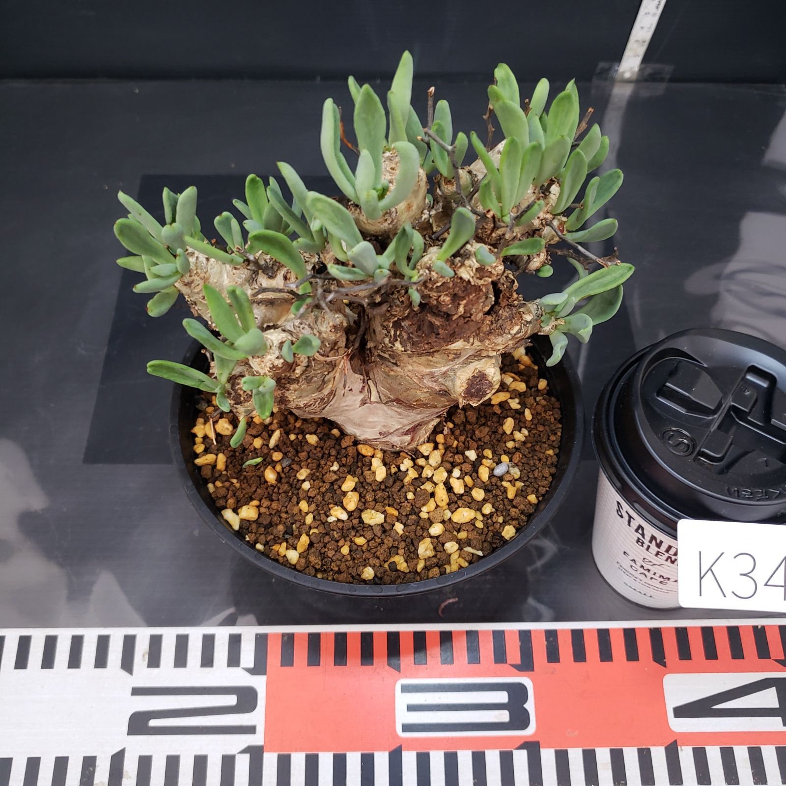 K345【自社養生株】チレコドン レティキュラータス 万物想（MS）（現地