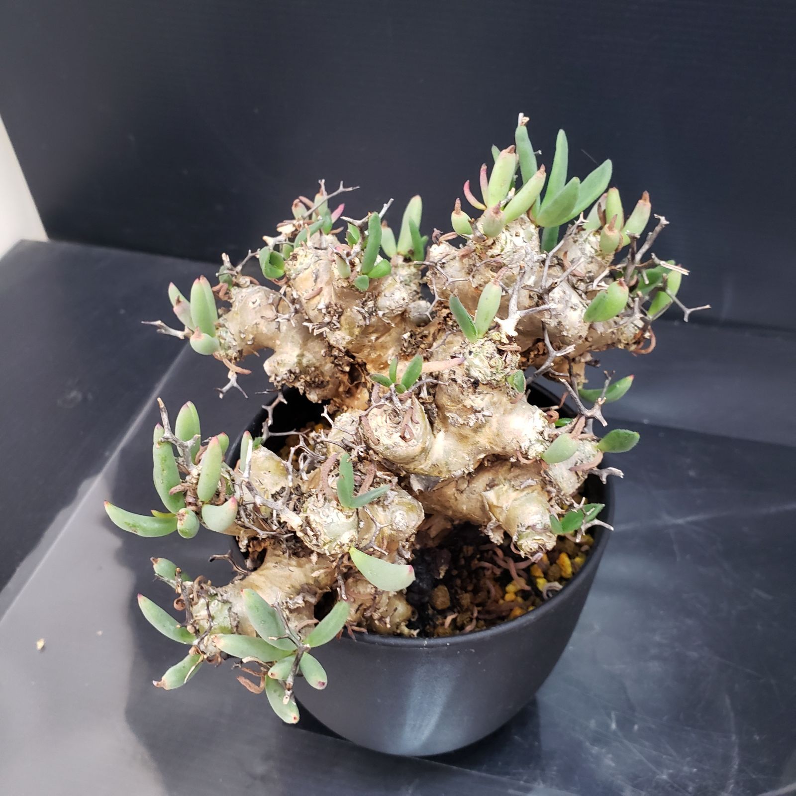 K346【自社養生株】チレコドン レティキュラータス 万物想（M）（現地