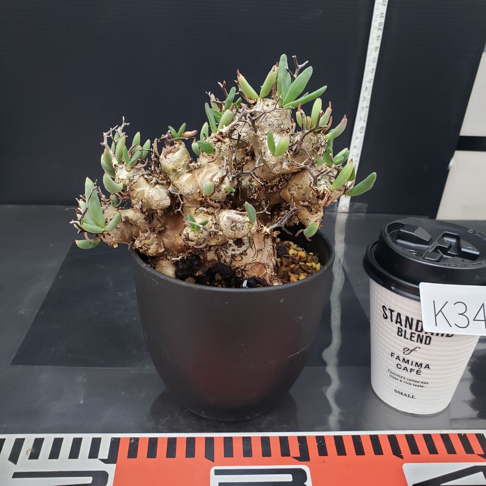 K346【自社養生株】チレコドン レティキュラータス 万物想（M）（現地