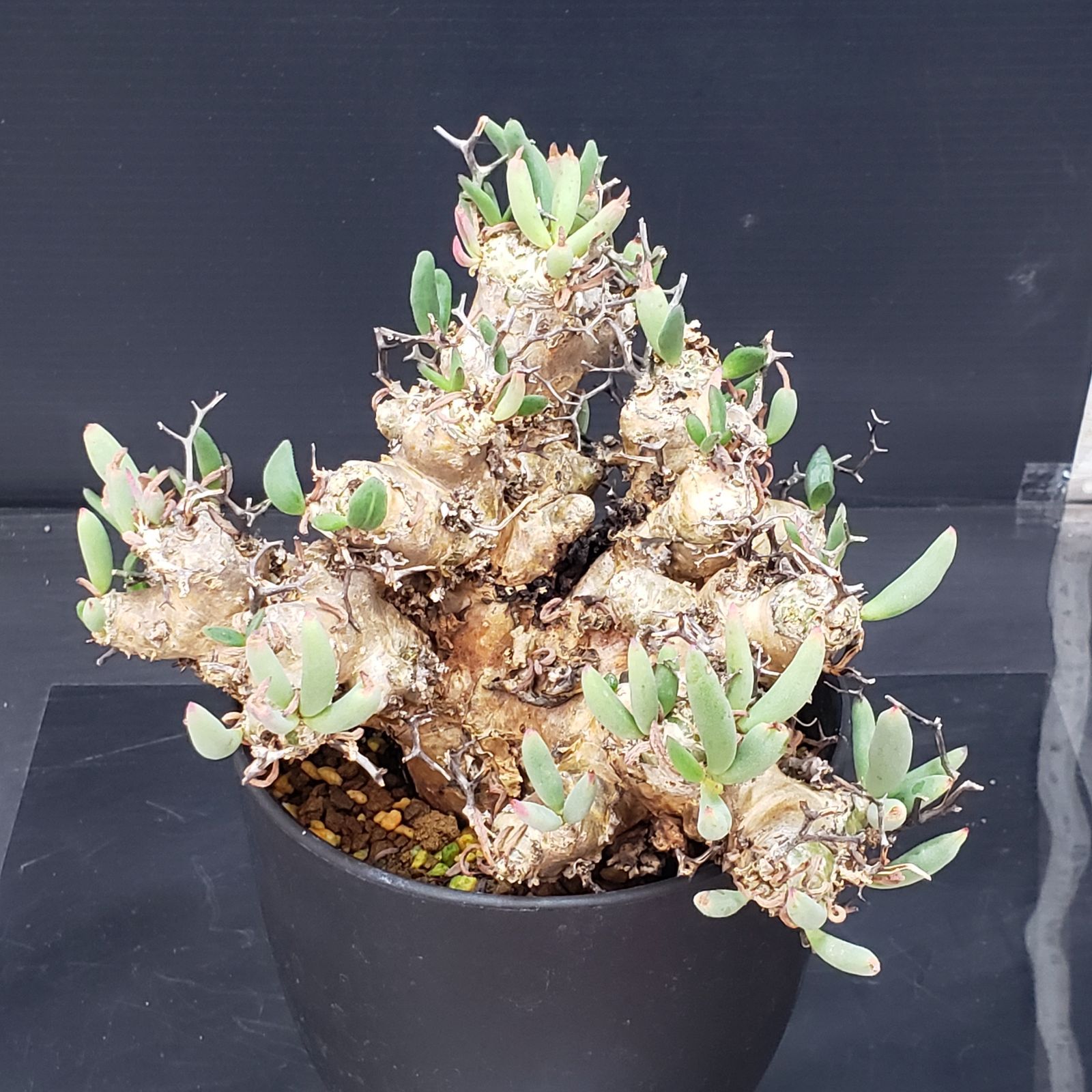 K346【自社養生株】チレコドン レティキュラータス 万物想（M）（現地