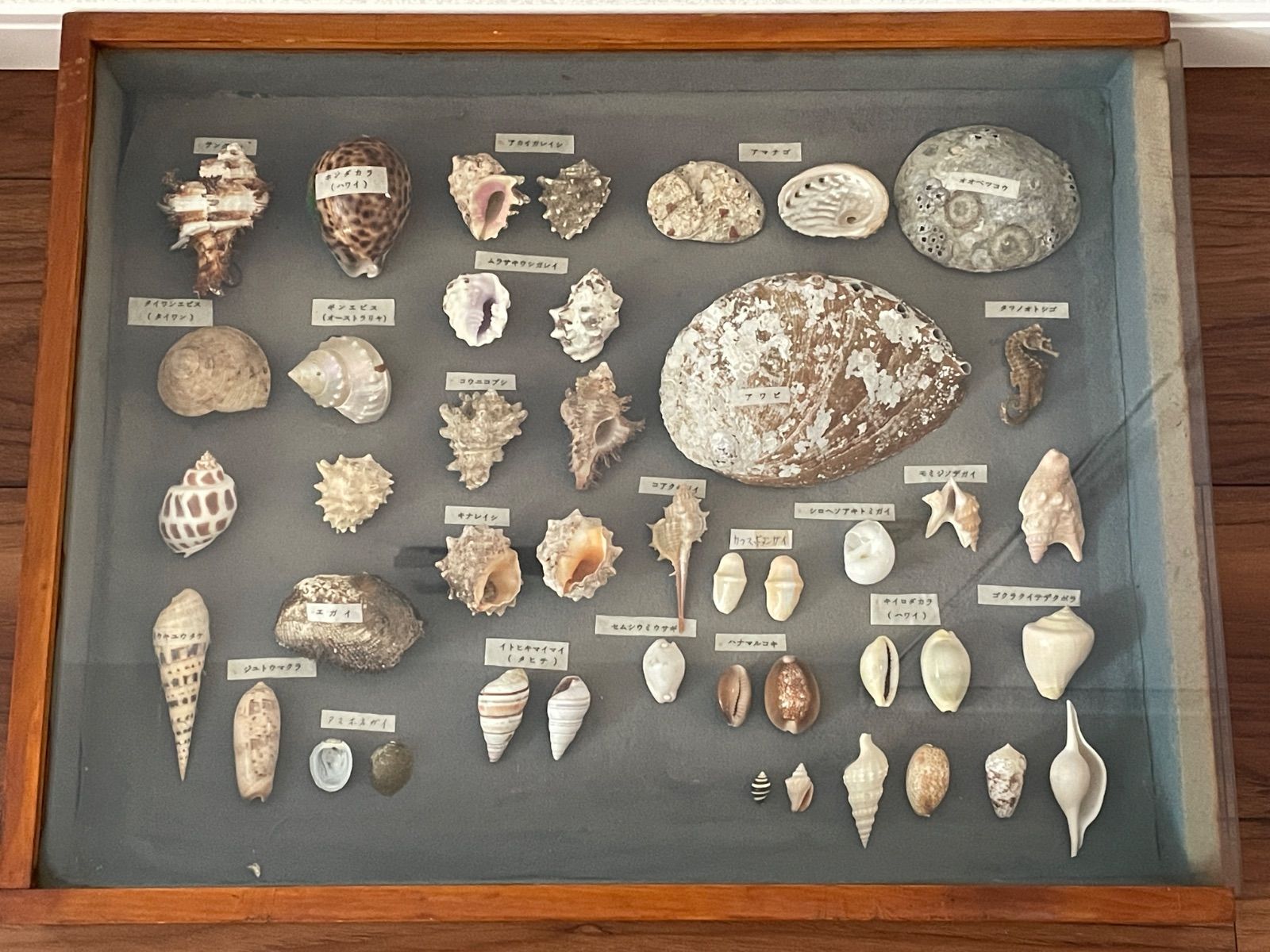 【レア】 標本 タツノオトシゴ オウムガイ オウム貝 ヒレシャコガイ ホネガイ 貝標本 ケース入り 大型40×50cm 約30点以上 種名ラベル付き アワビ