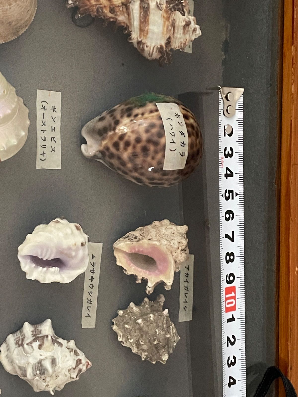 貝標本 ケース入り 大型40×50cm 約30点以上 種名ラベル付き アワビ