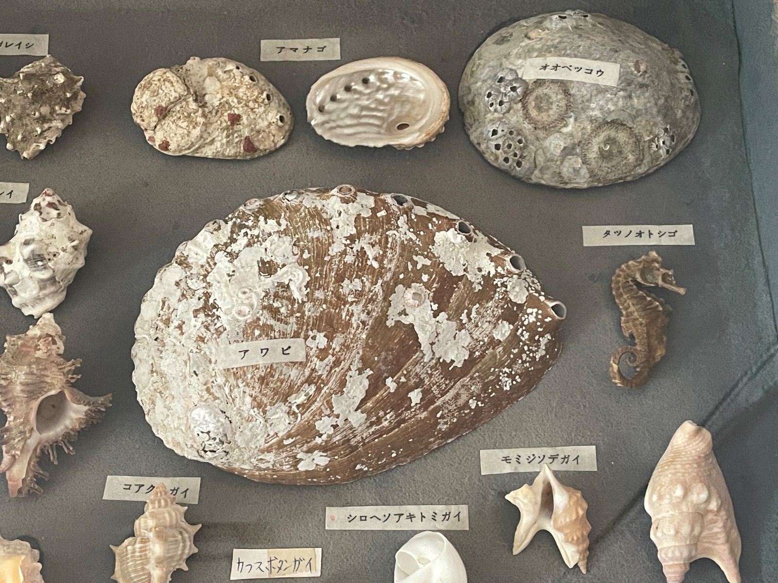 貝標本 ケース入り 大型40×50cm 約30点以上 種名ラベル付き アワビ