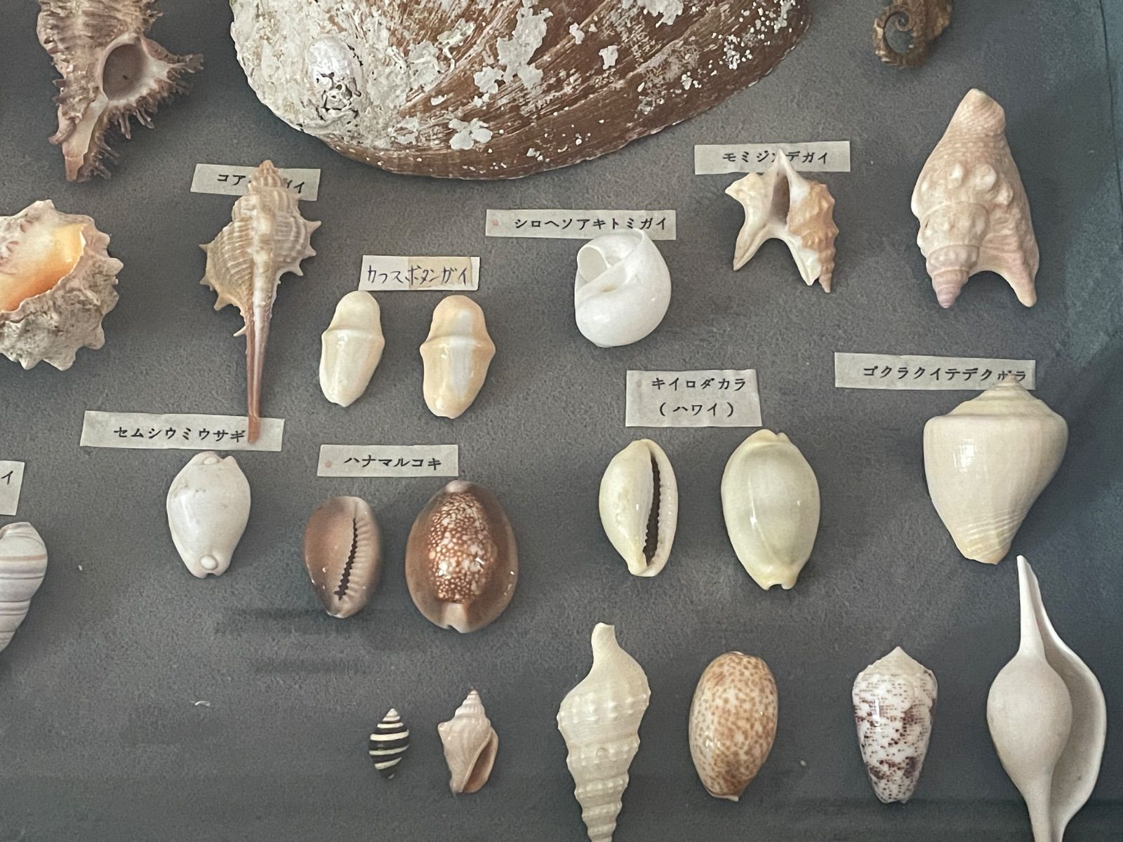 貝標本 ケース入り 大型40×50cm 約30点以上 種名ラベル付き アワビ