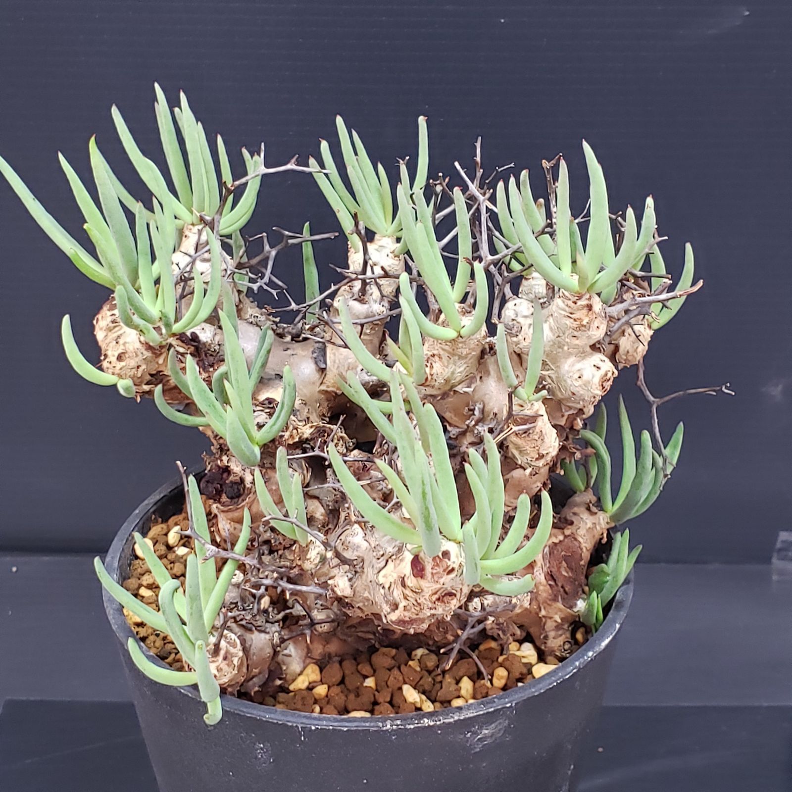 K347【自社養生株】チレコドン レティキュラータス 万物想（M）（現地