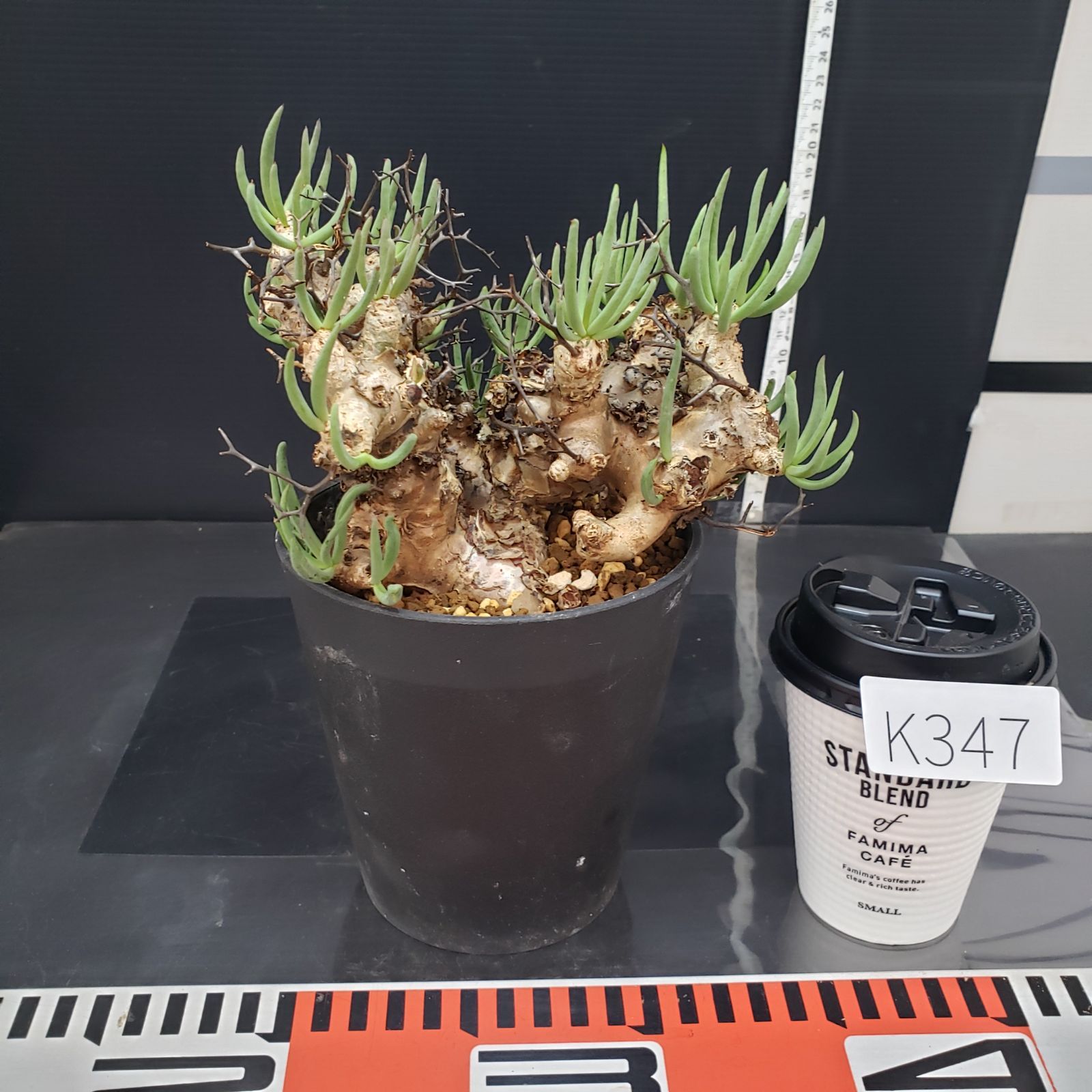 K347【自社養生株】チレコドン レティキュラータス 万物想（M）（現地