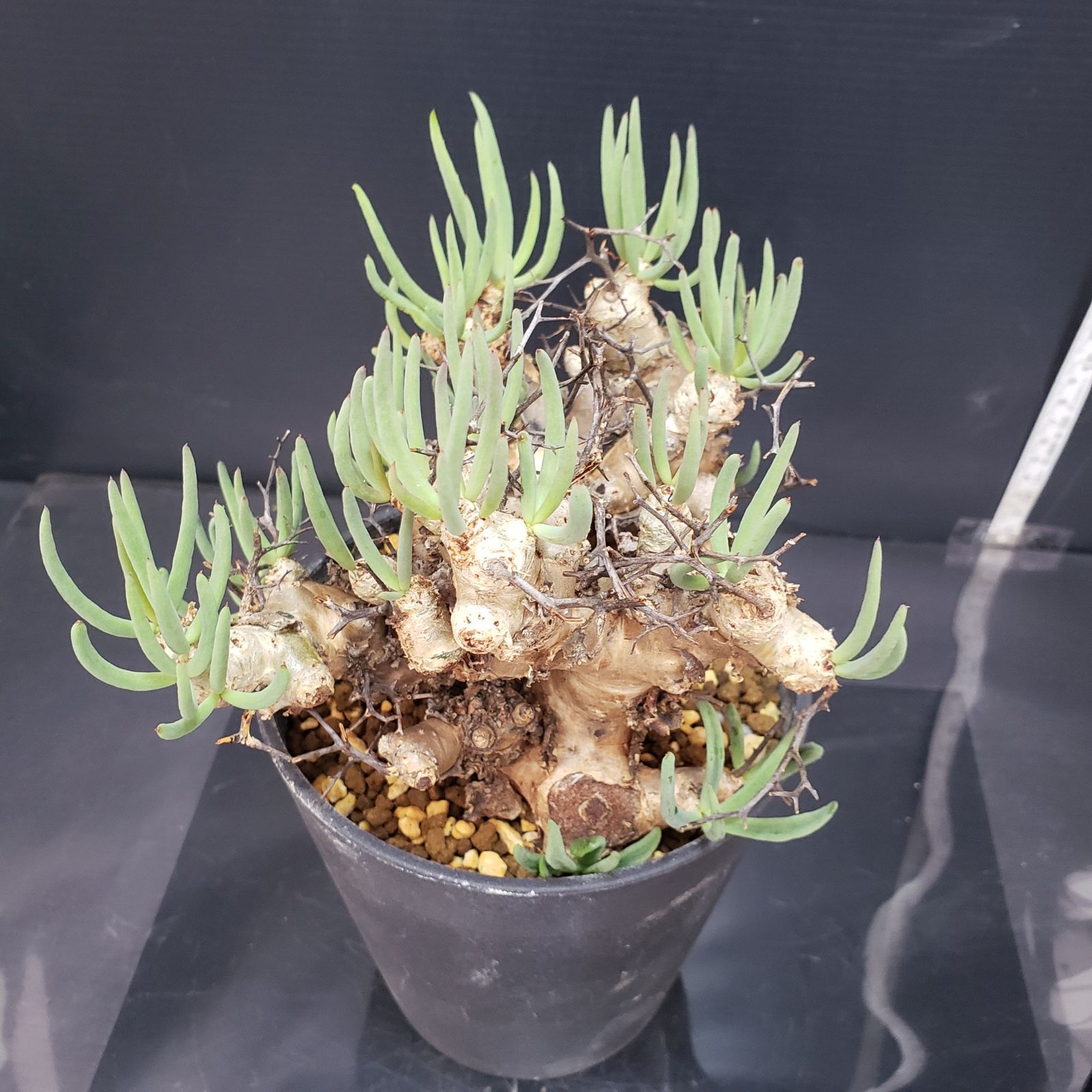 K347【自社養生株】チレコドン レティキュラータス 万物想（M）（現地