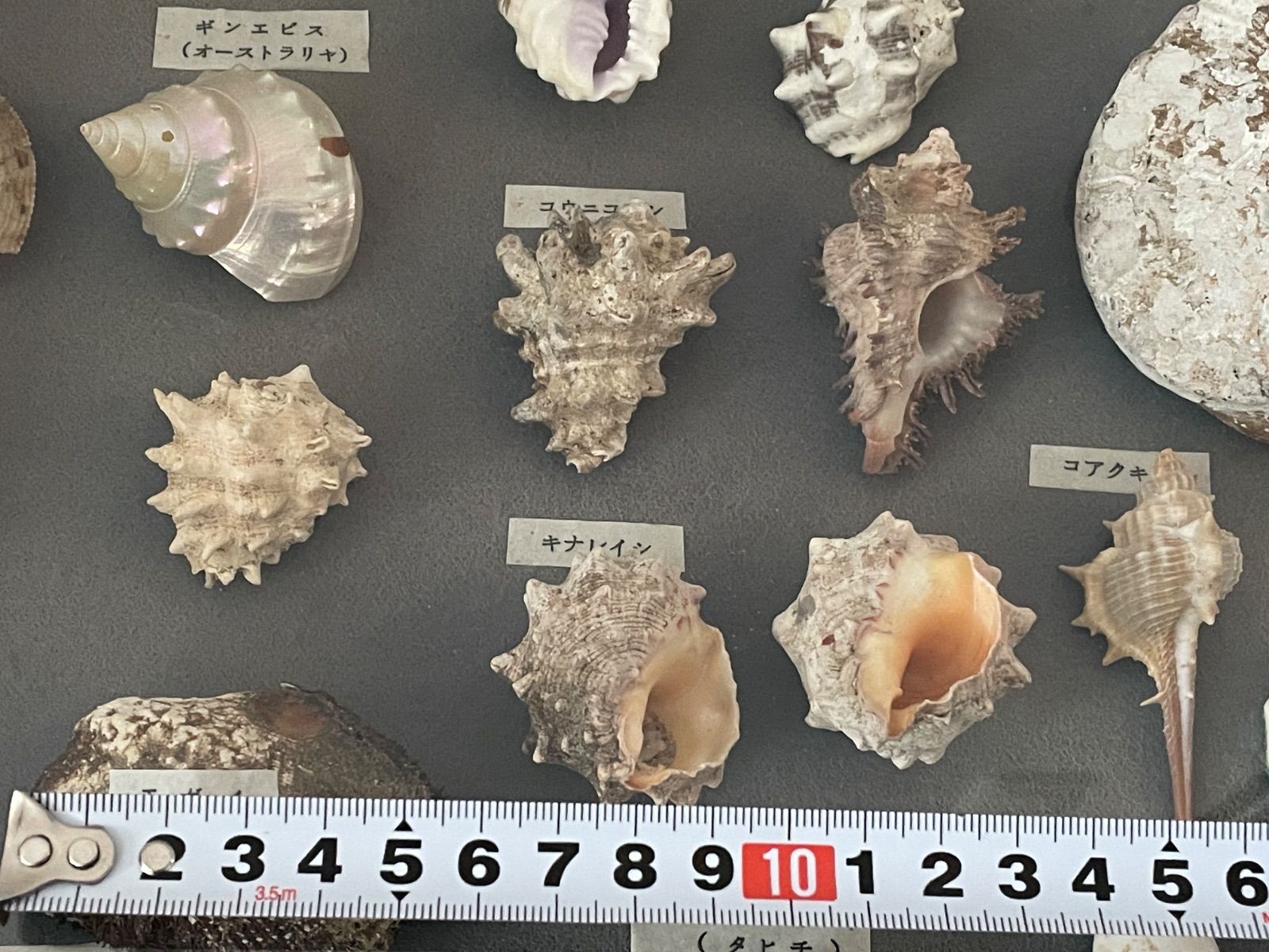 貝 標本 カブトソデガイ 超大型21㎝ 貝 標本 カブトソデガイ 超大型