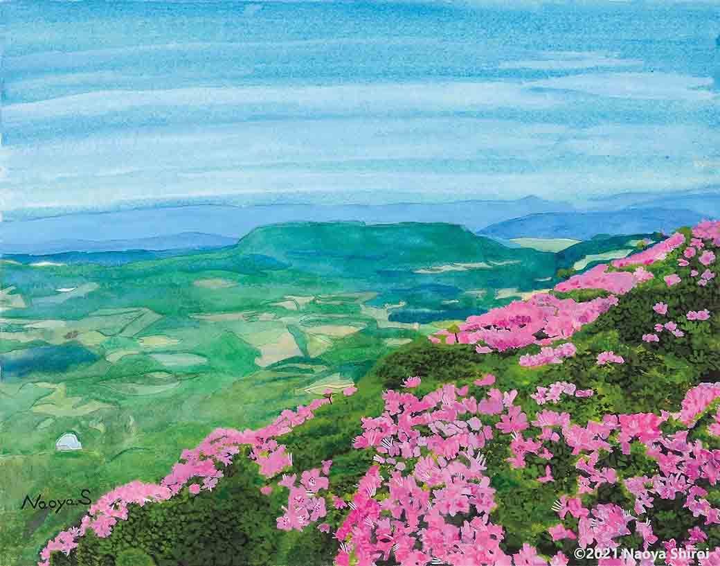 水彩画　ジクレー版画「ミヤマキリシマ」（玖珠郡） 水彩画 ジクレー版画「ミヤマキリシマ」（玖珠郡） - メルカリ