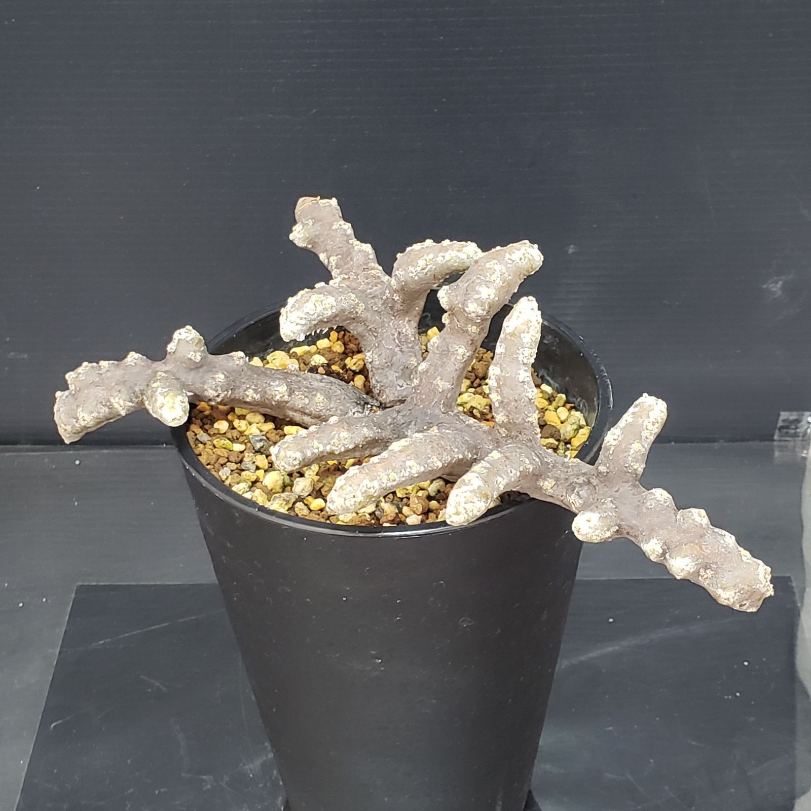 モンソニア・ムルチフィダ（現地株、発根済み、大株） K348【自社養生株】モンソニア ムルチフィダ（現地球・発根未確認株