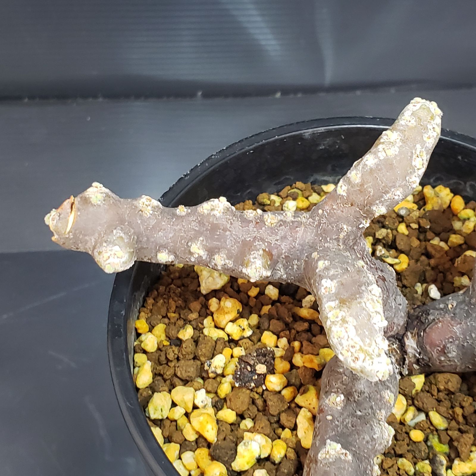 K348【自社養生株】モンソニア ムルチフィダ（現地球・発根未確認株