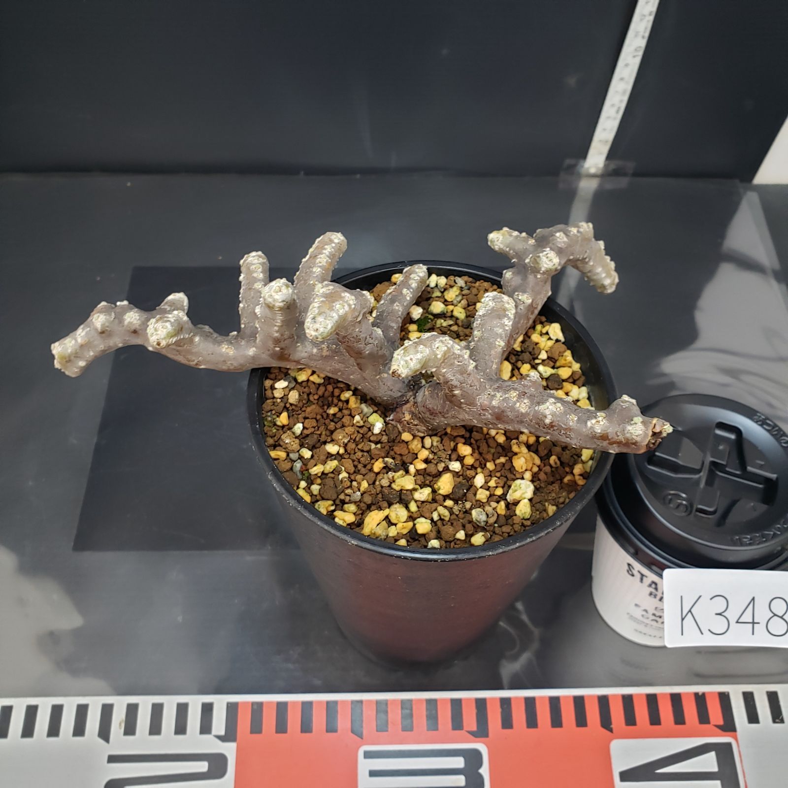 K348【自社養生株】モンソニア ムルチフィダ（現地球・発根未確認株