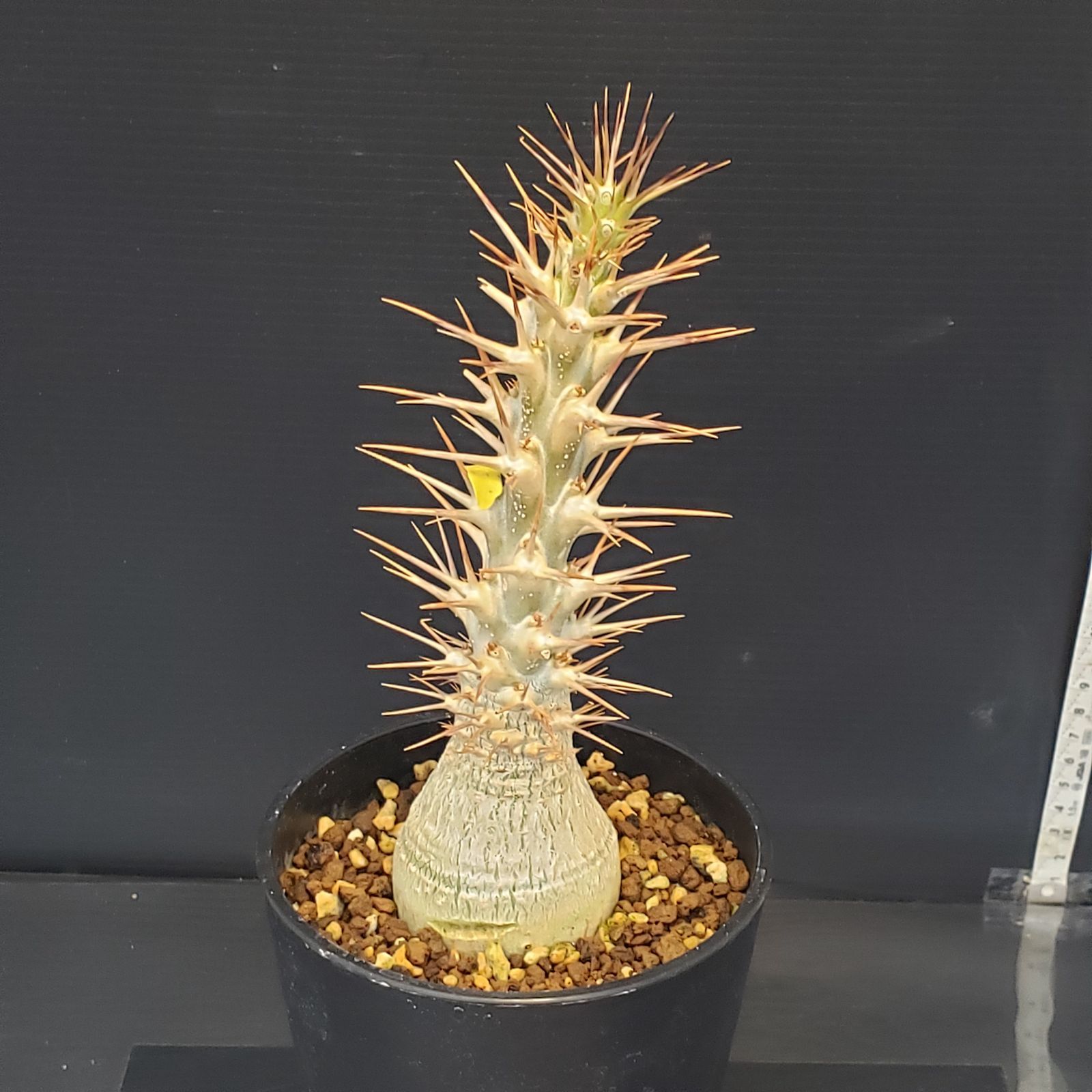 K350【自社養生株】パキポディウム レアリー（接ぎ木・発根株・鉢植え