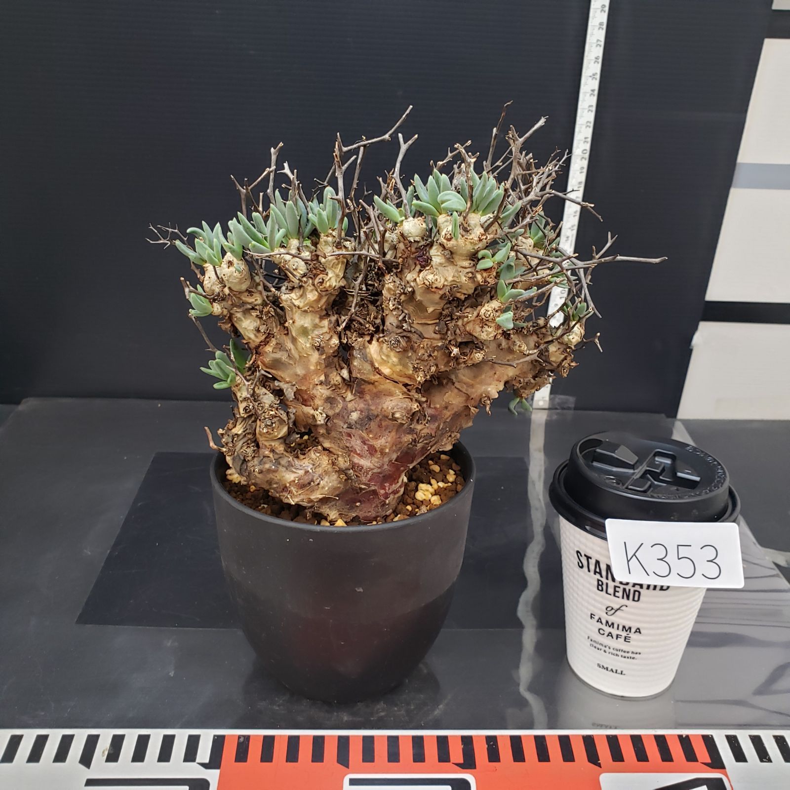 K353【自社養生株】チレコドン レティキュラータス 万物想（ML）（現地