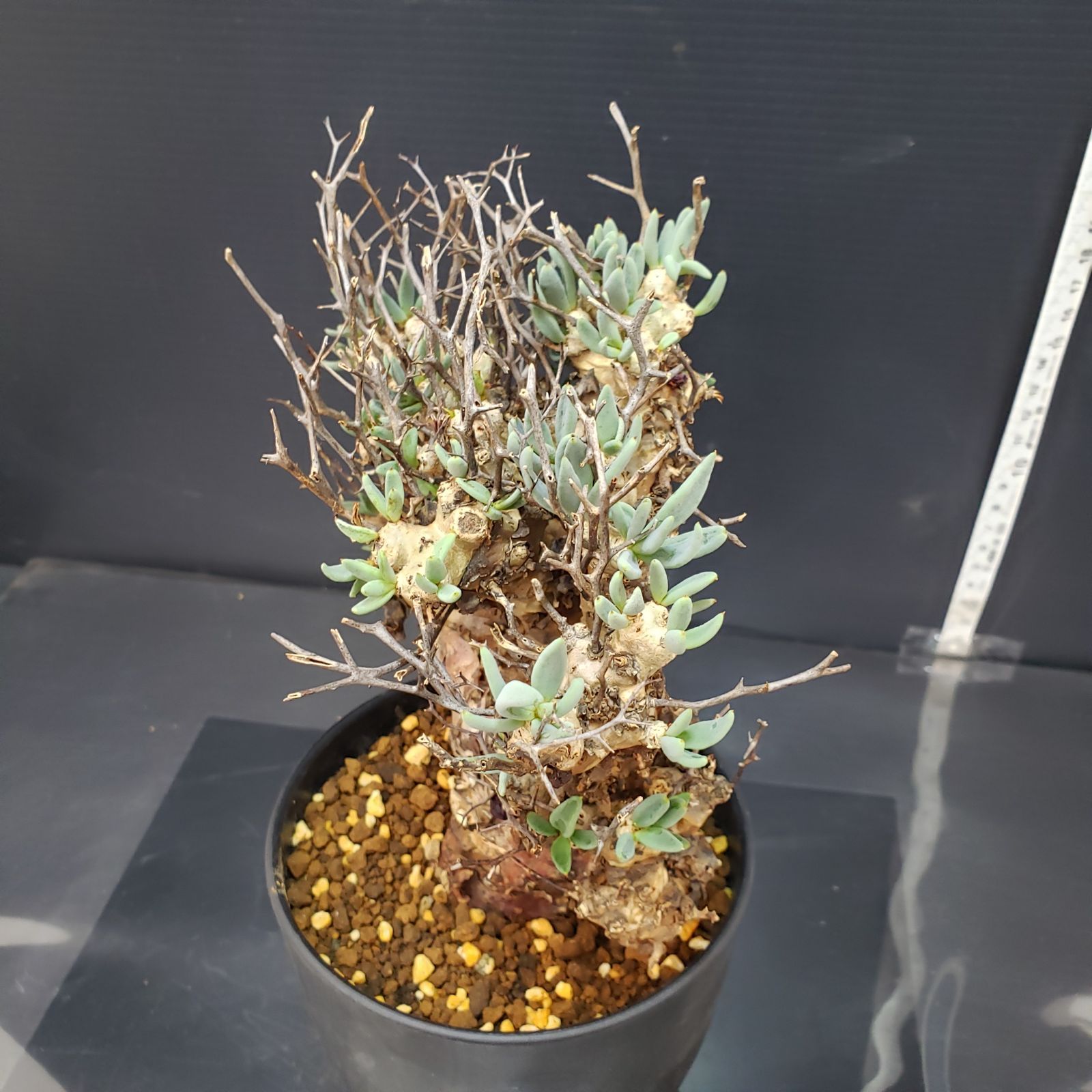 万物想　チレコドン　レティキュラータス 現地球　塊根植物 K162【自社養生株】チレコドン レティキュラータス 万物想（S）（現地