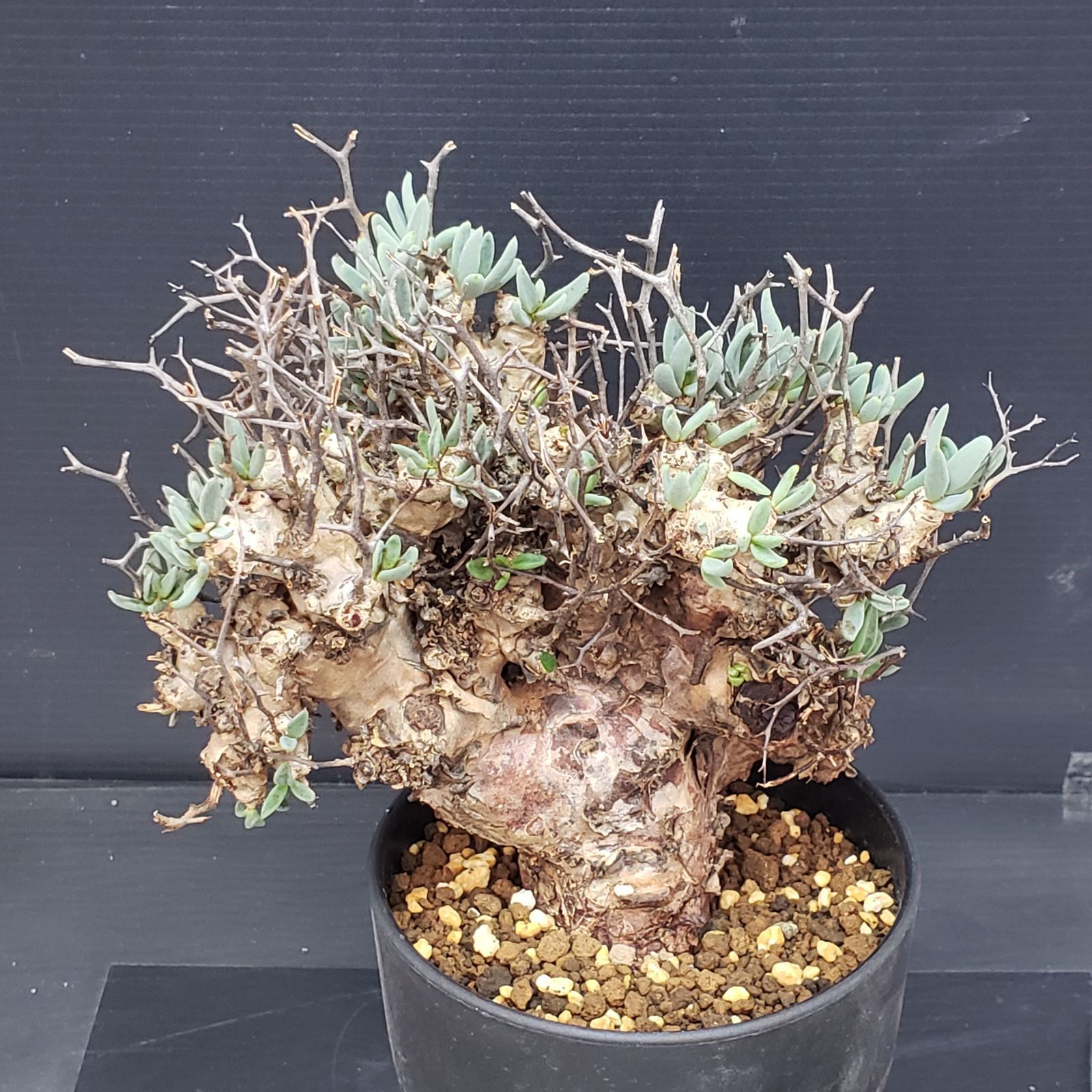 K353自社養生株】チレコドン レティキュラータス 万物想（ML）（現地球