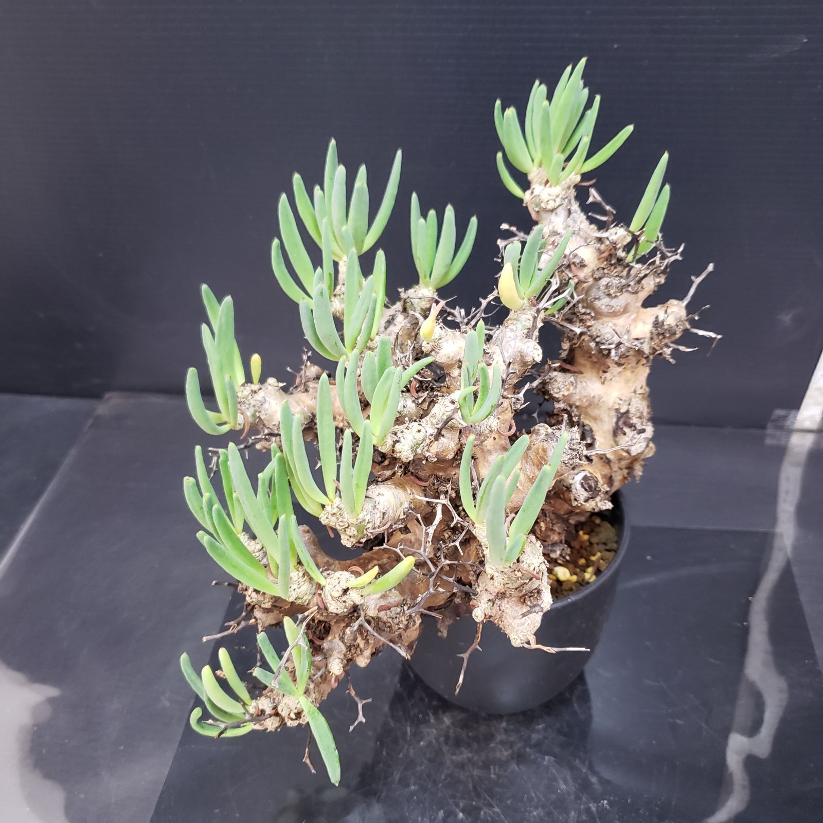 K354自社養生株】チレコドン レティキュラータス 万物想（ML）（現地球