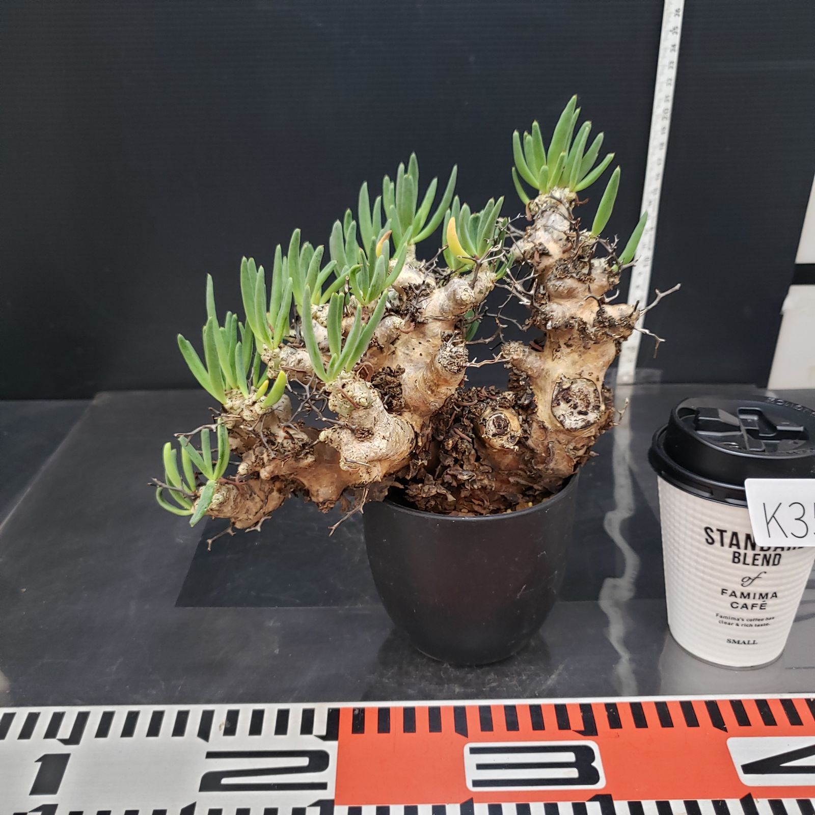 K354自社養生株】チレコドン レティキュラータス 万物想（ML）（現地球