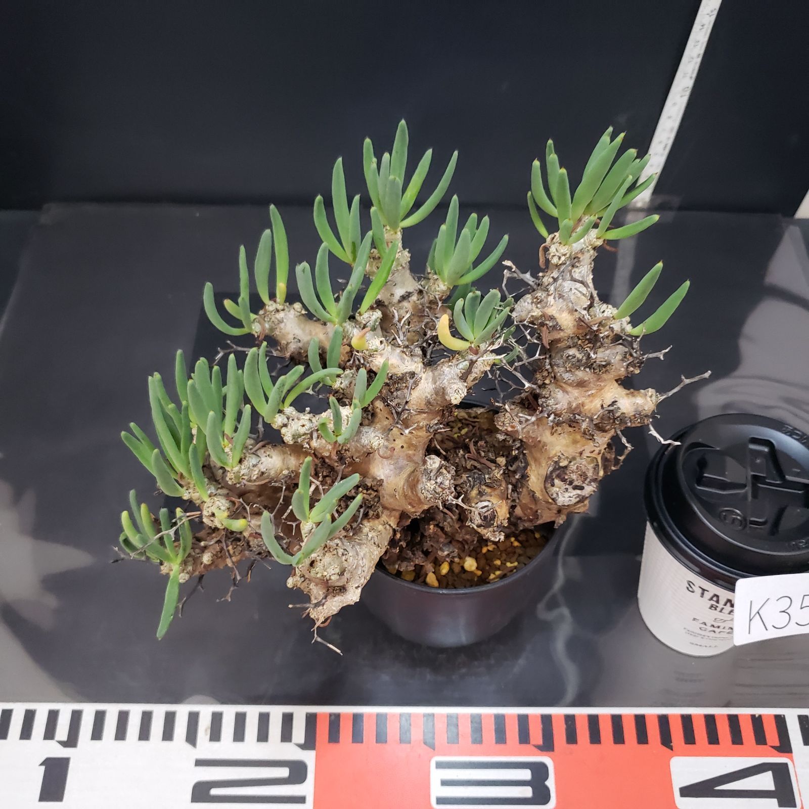 K354自社養生株】チレコドン レティキュラータス 万物想（ML）（現地球