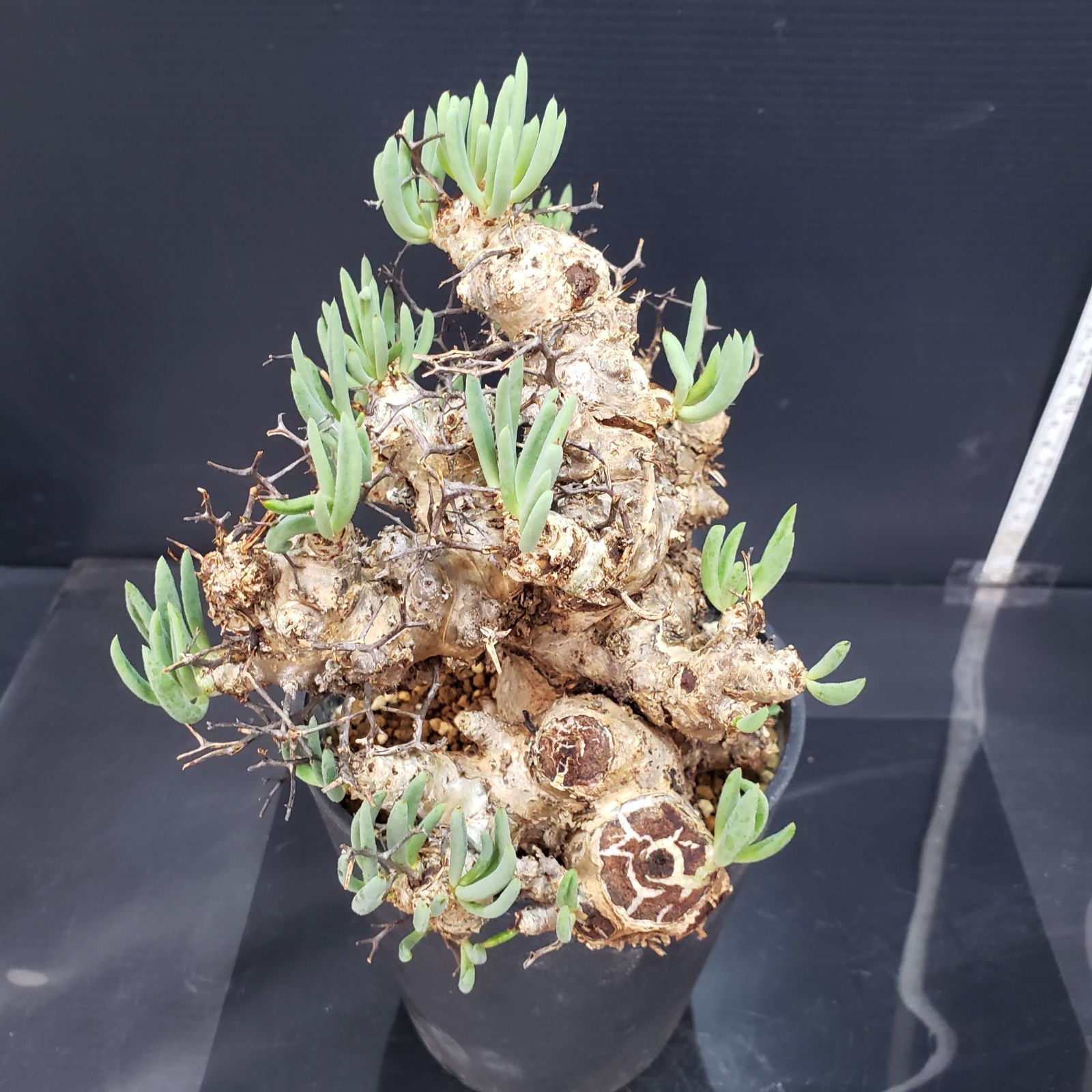 K355自社養生株】チレコドン レティキュラータス 万物想（ML）（現地球