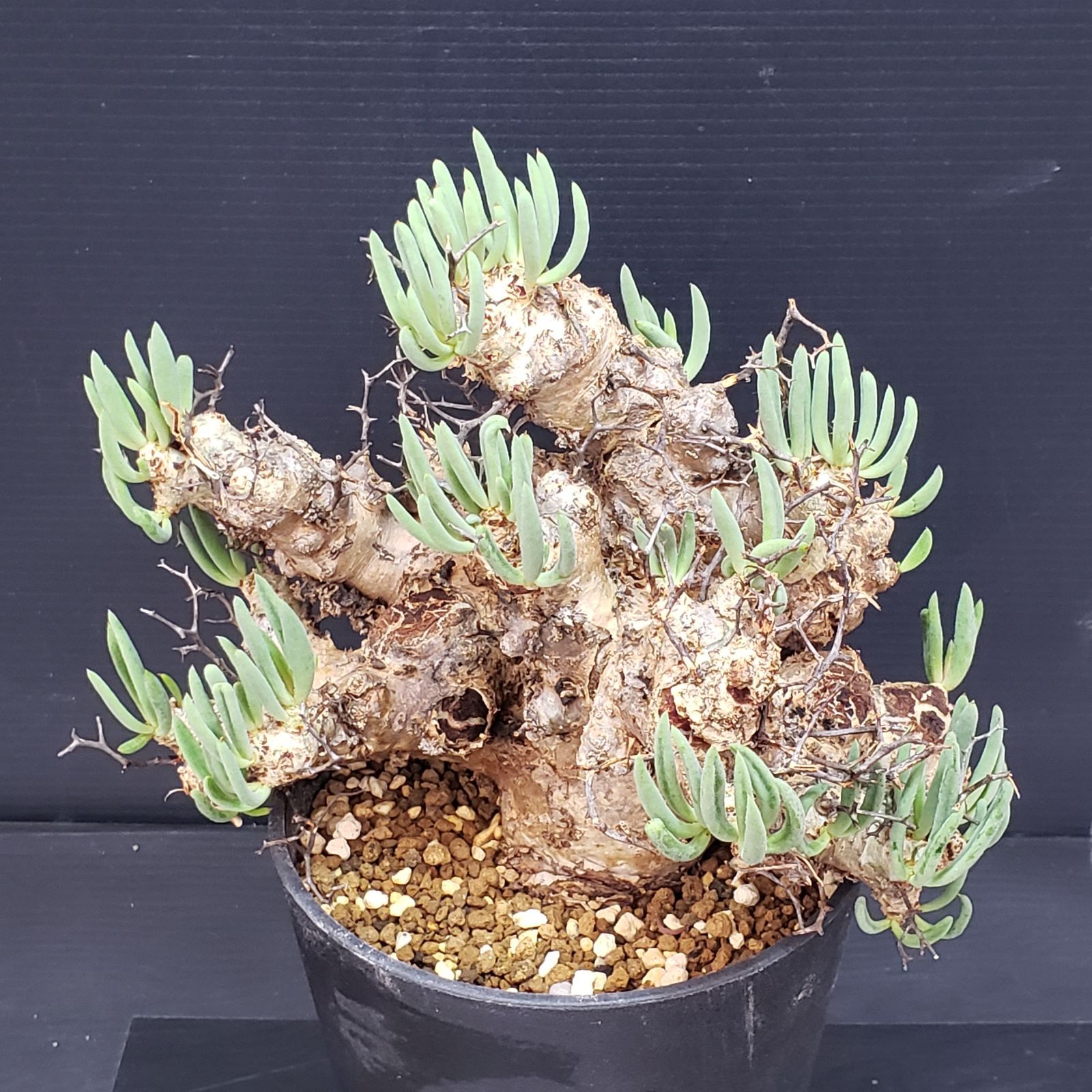 K355自社養生株】チレコドン レティキュラータス 万物想（ML）（現地球