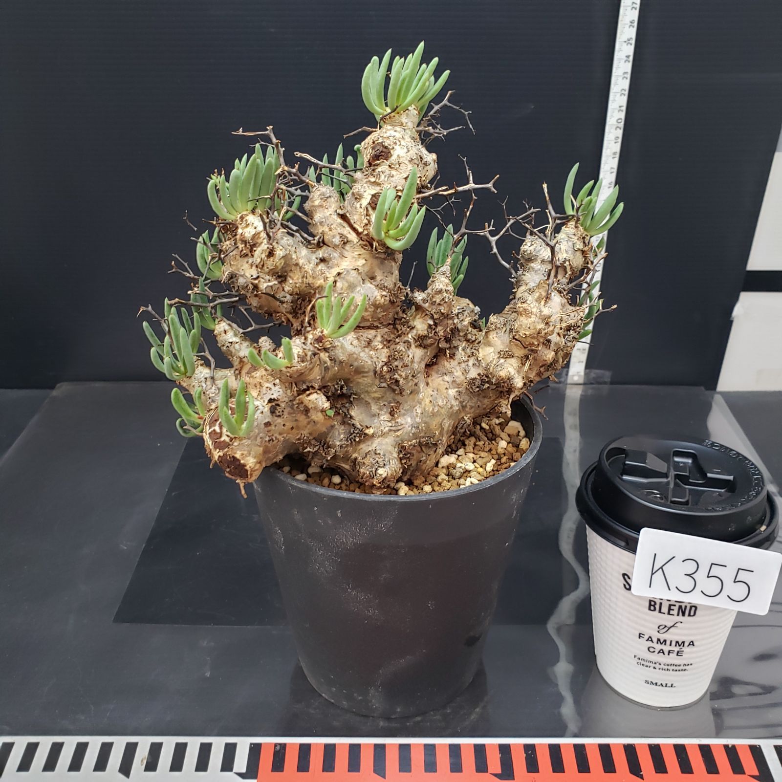 現地株 チレコドン レティキュラータス 万物想 K355自社養生株】チレコドン レティキュラータス 万物想（ML）（現地球