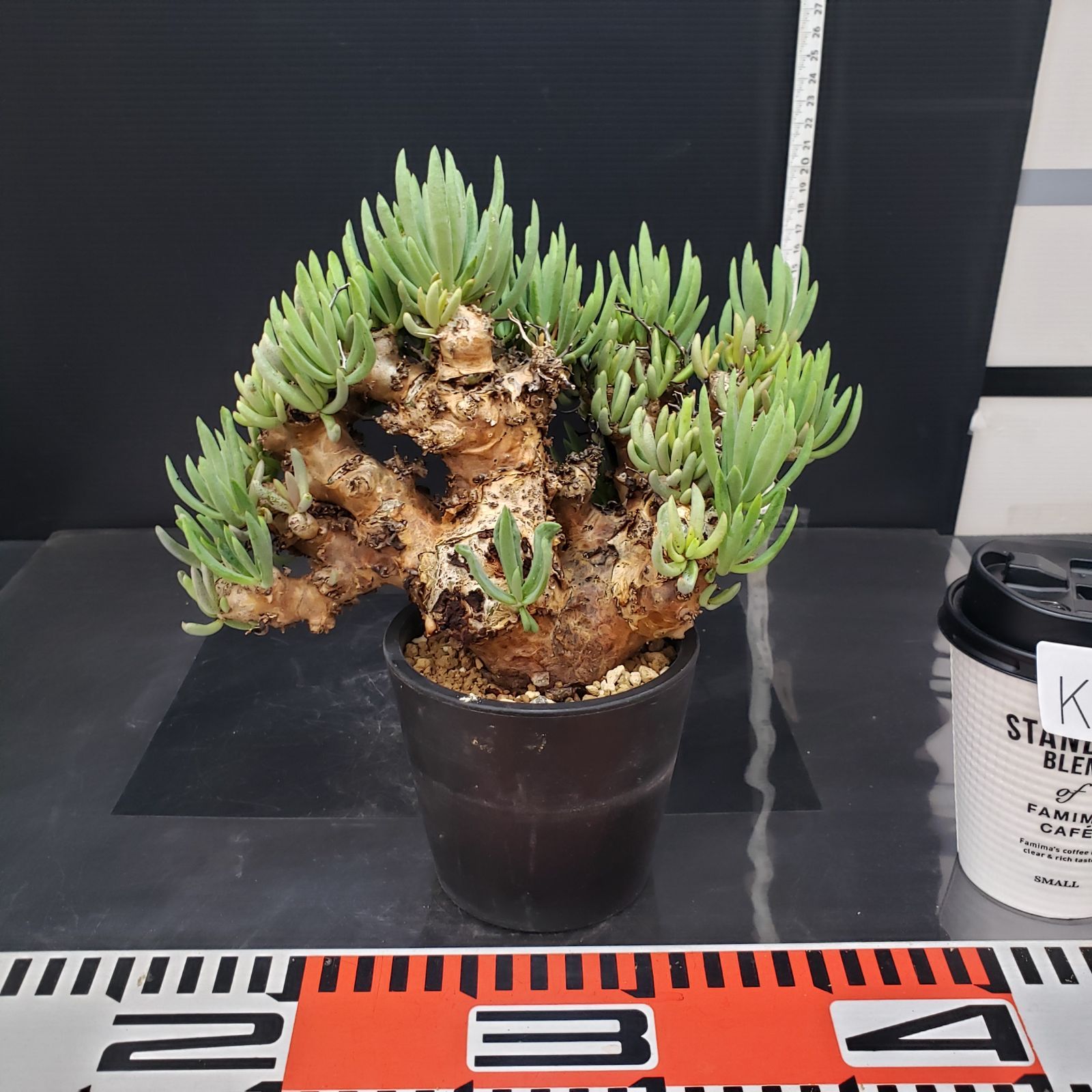 K356【自社養生株】チレコドン レティキュラータス 万物想（L）（現地