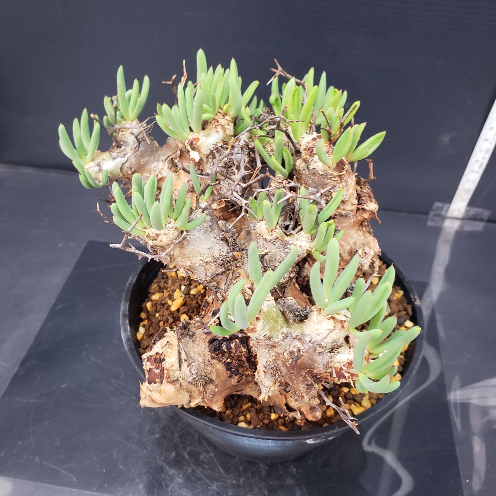 K357【自社養生株】チレコドン レティキュラータス 万物想（L）（現地