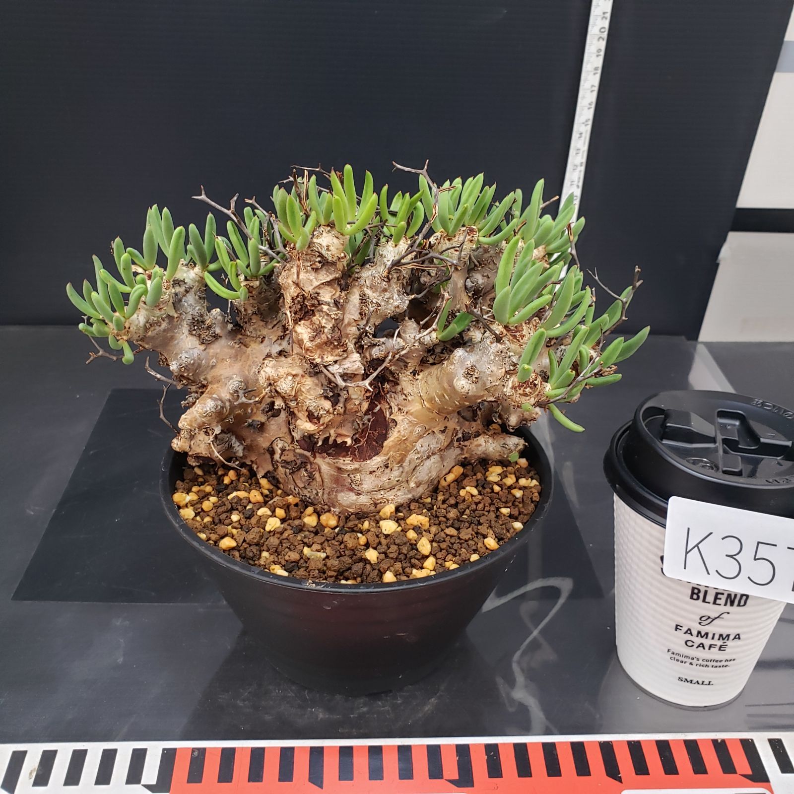 【セール】チレコドン　レティキュラータス　No.003　鉢、送料込　メルカリ便 K357【自社養生株】チレコドン レティキュラータス 万物想（L）（現地