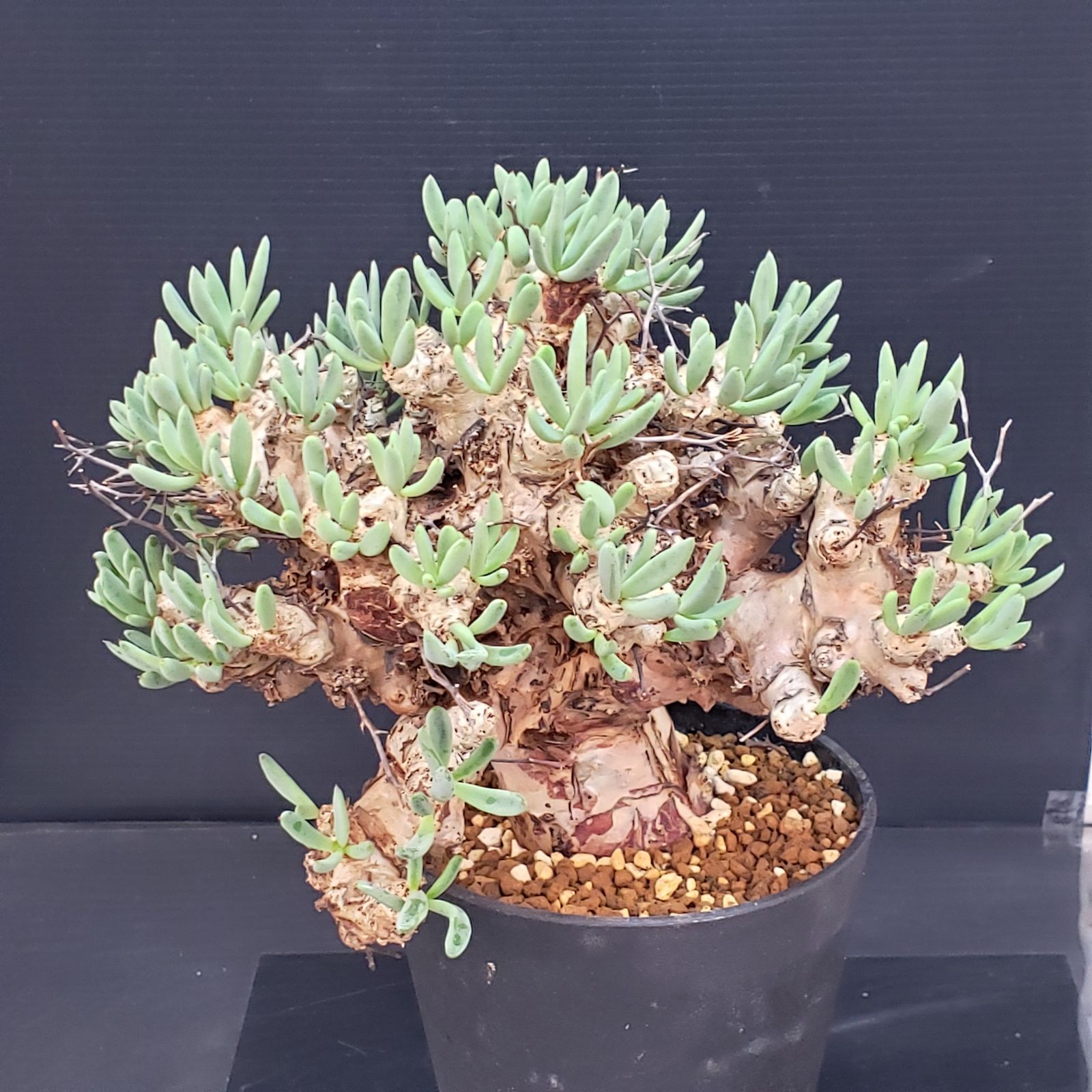 K358【自社養生株】チレコドン レティキュラータス 万物想（L）（現地