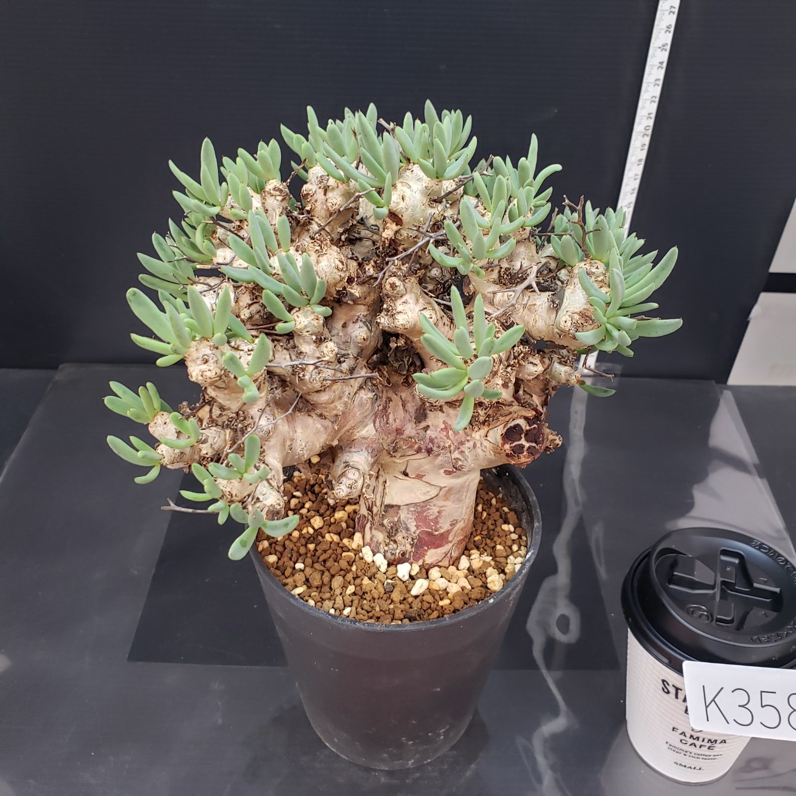 K358【自社養生株】チレコドン レティキュラータス 万物想（L）（現地